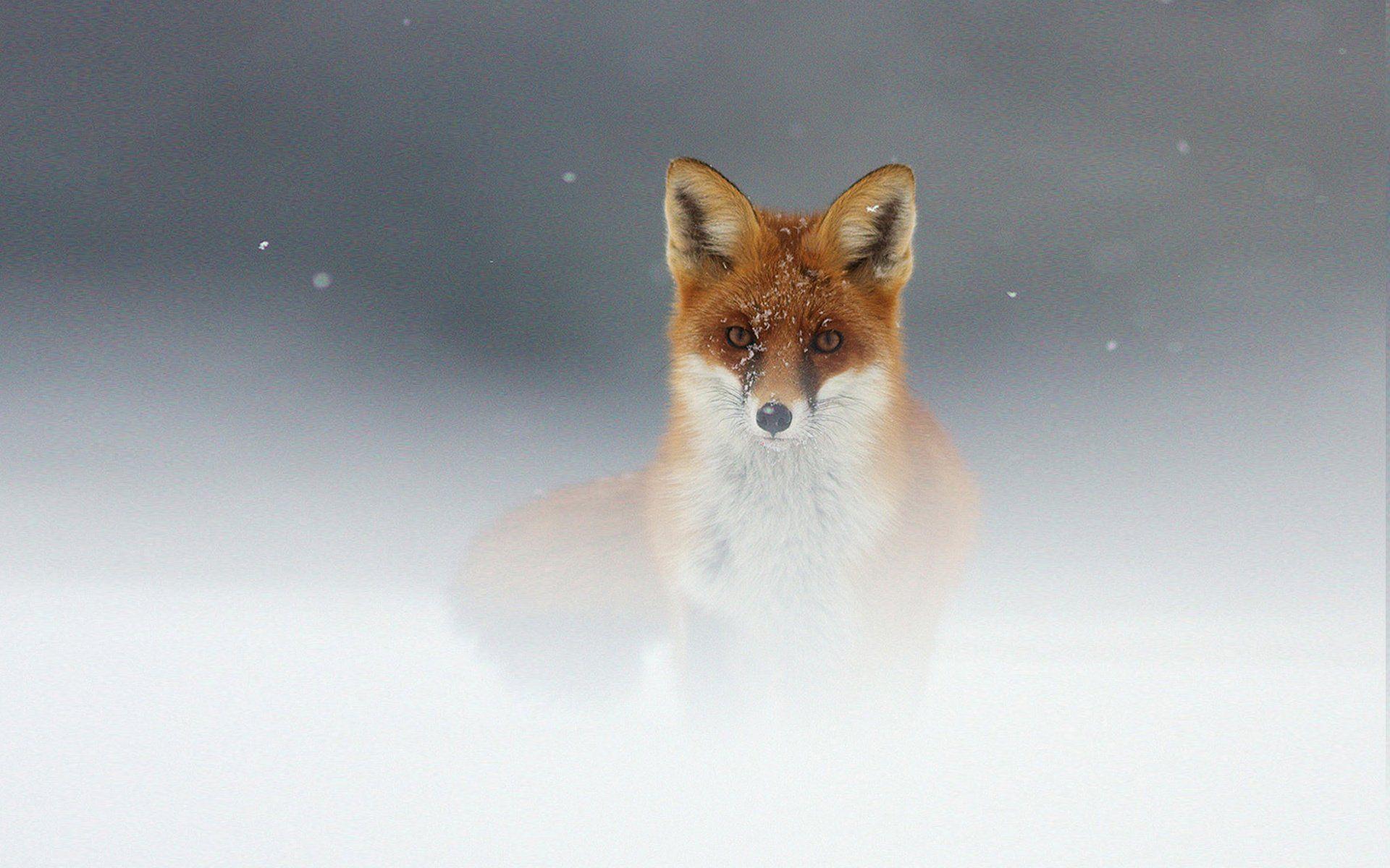 Fox HD Wallpaper and Background Image