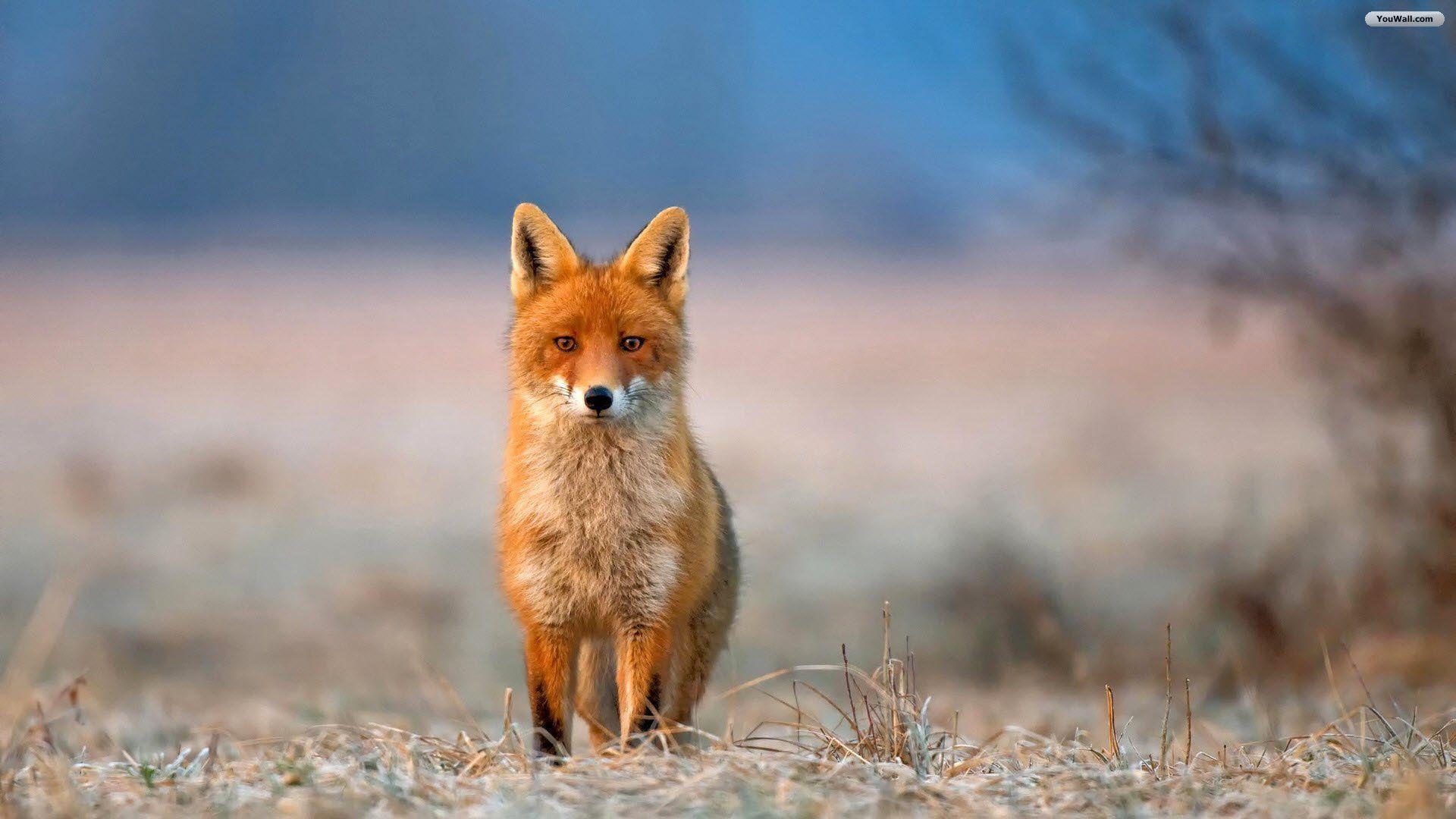 Red Fox Picture for Wallpaper