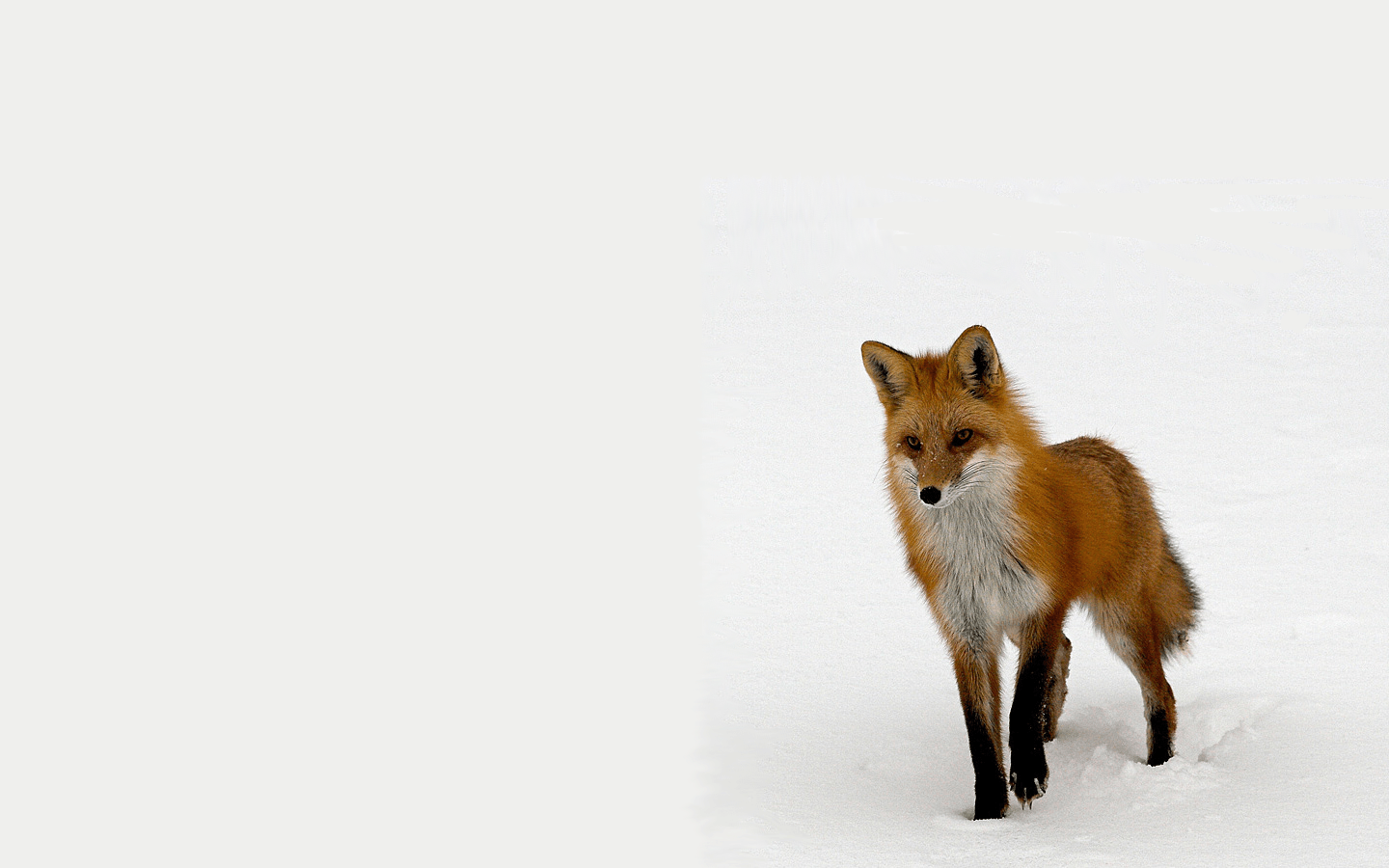 image about Fox. Snow, Red fox and Stretching