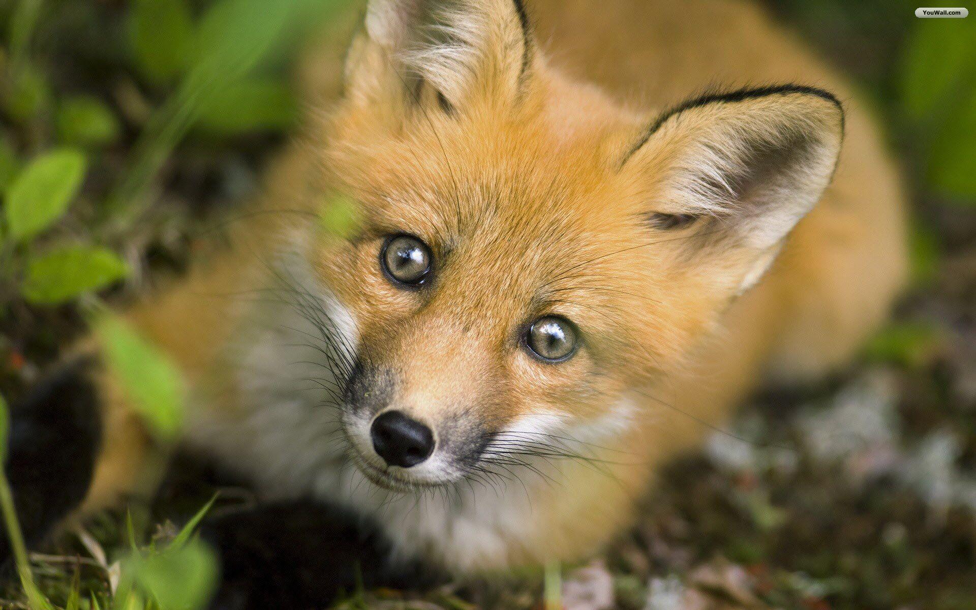 image about Foxes. Red fox, Eyes and Animals