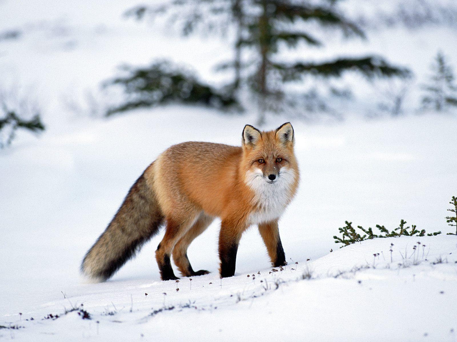 Red Foxes Wallpaper Cute and Docile