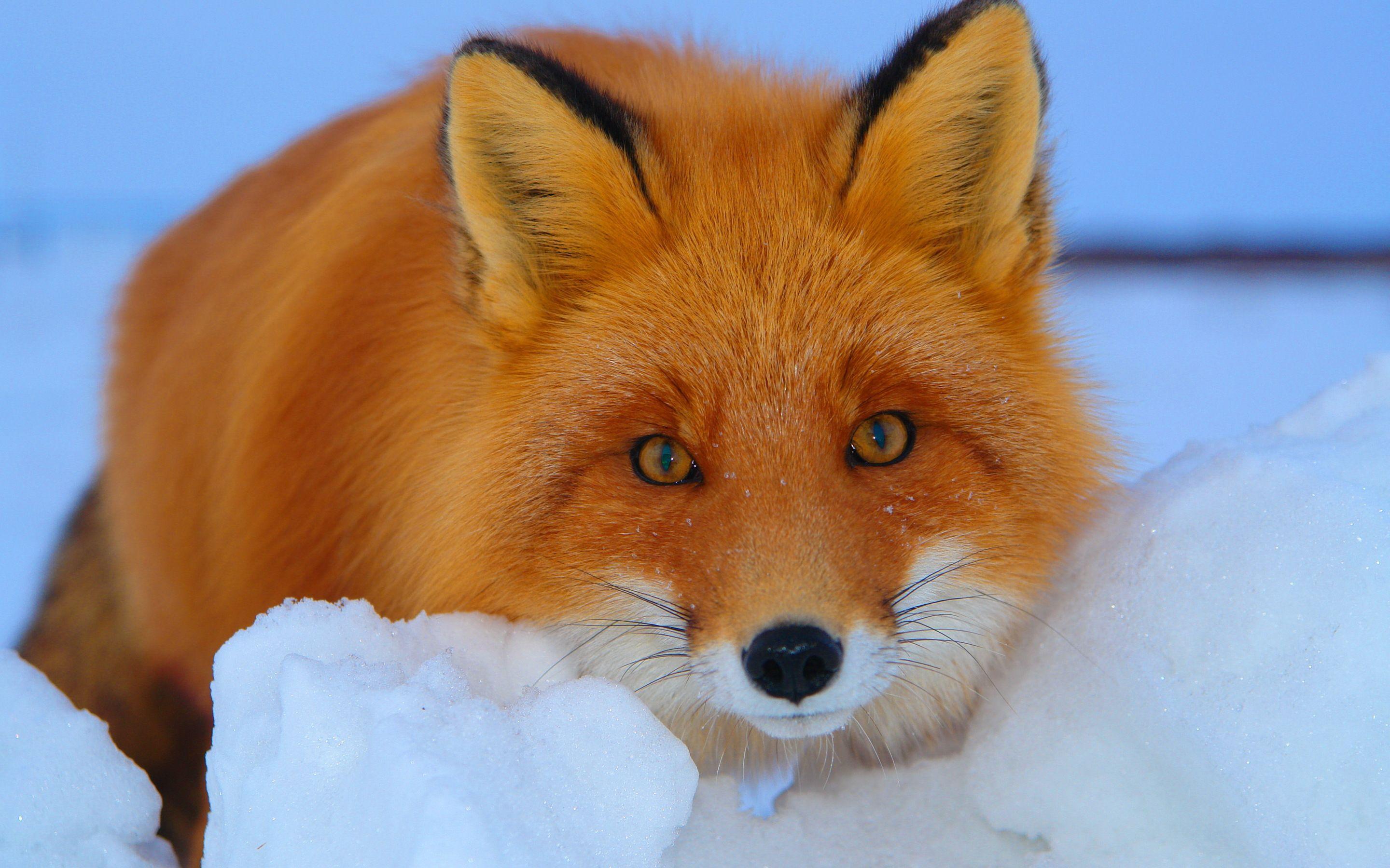 Red fox Wallpaper