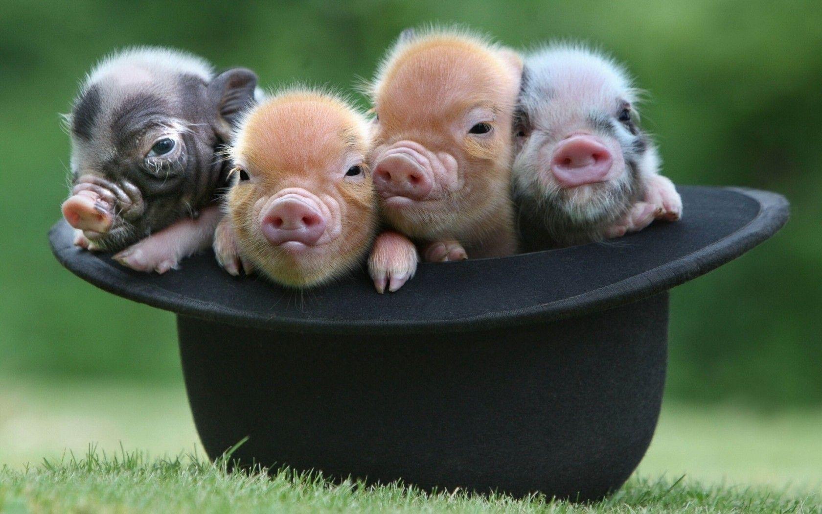Black Baby Pigs