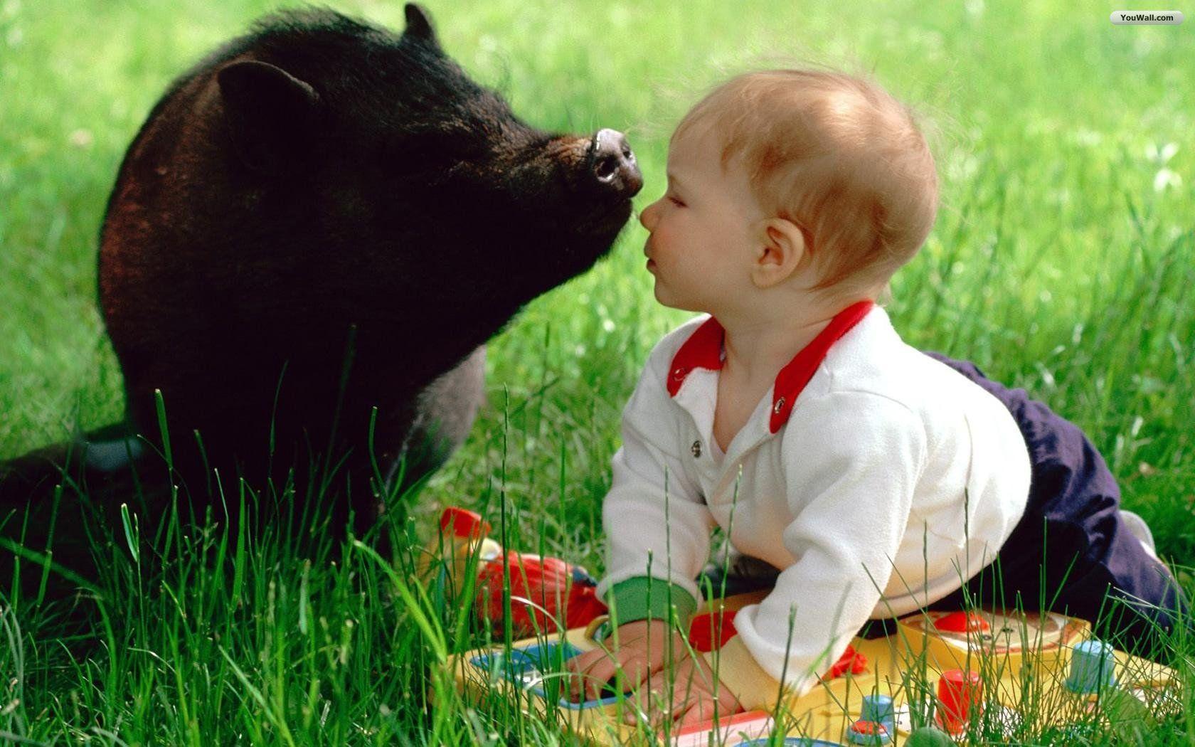Baby Pig Desktop Wallpaper