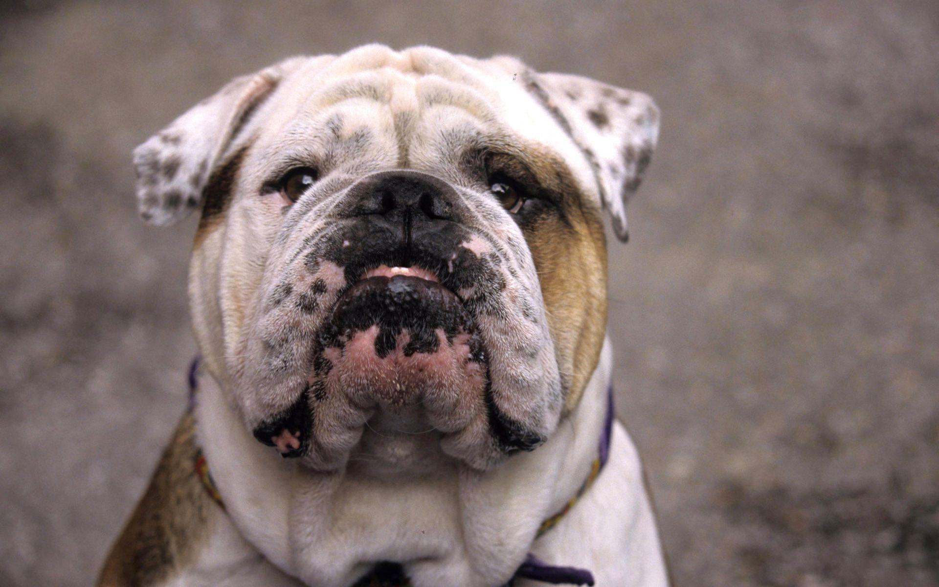 Old English Bulldog Wallpaper High Resolution and Quality Download