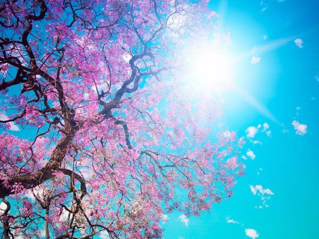 Spring 4K Wallpaper. Free 4K Wallpaper