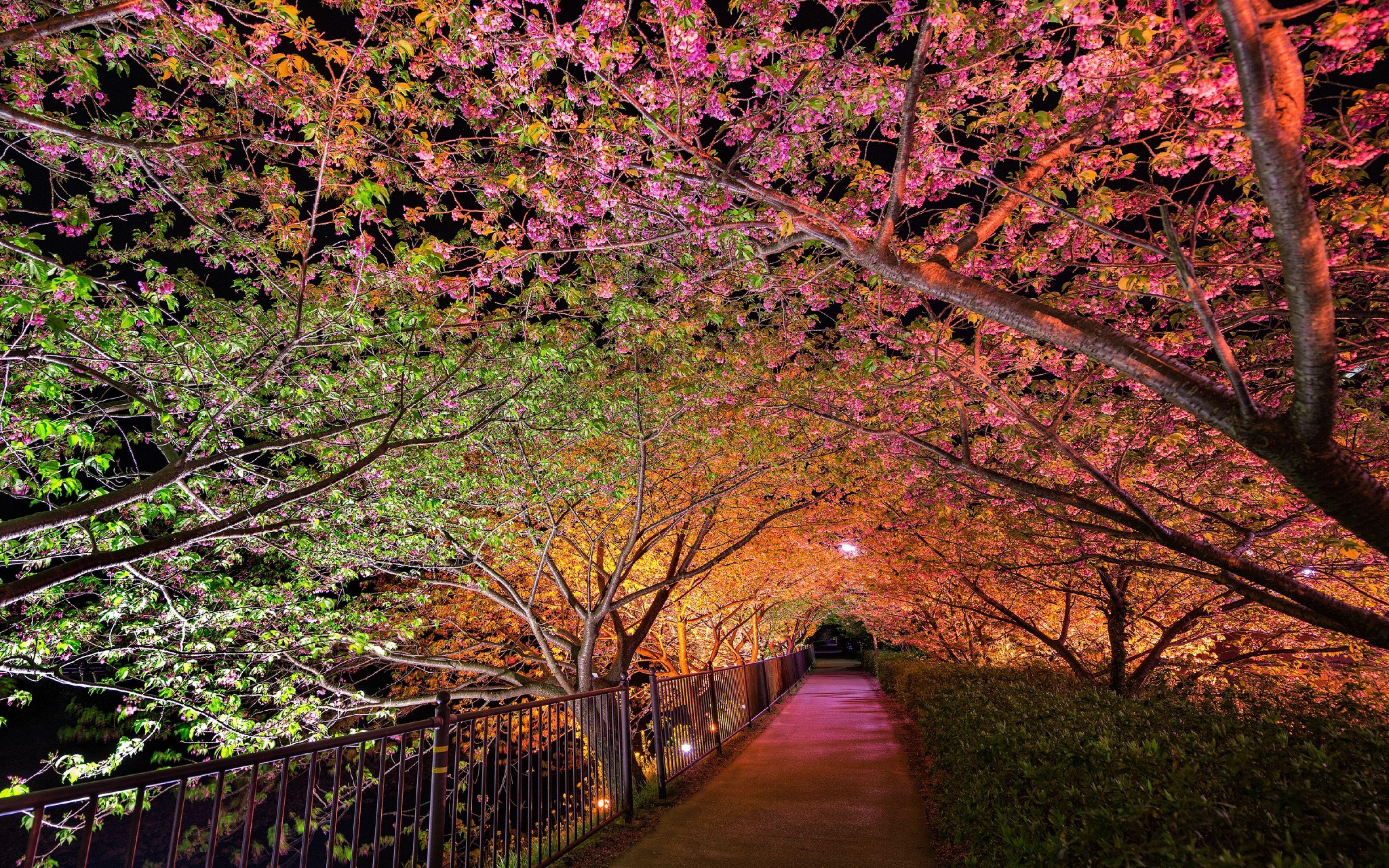 spring wallpaper. Download HD Wallpaperhd wallpaper