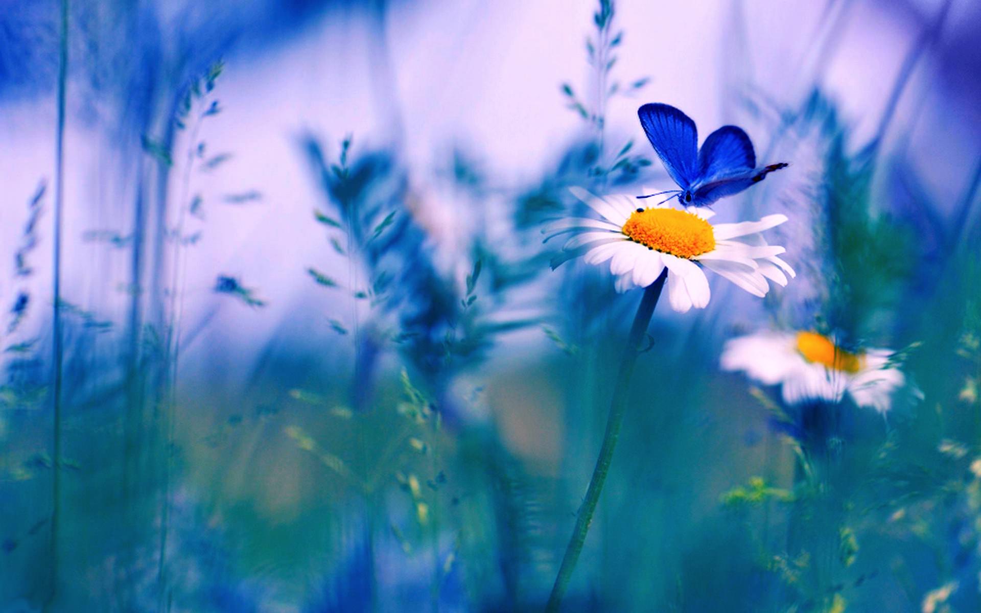 Spring Flowers Wallpaper HD Picture. Ten HD Wallpaper Picture