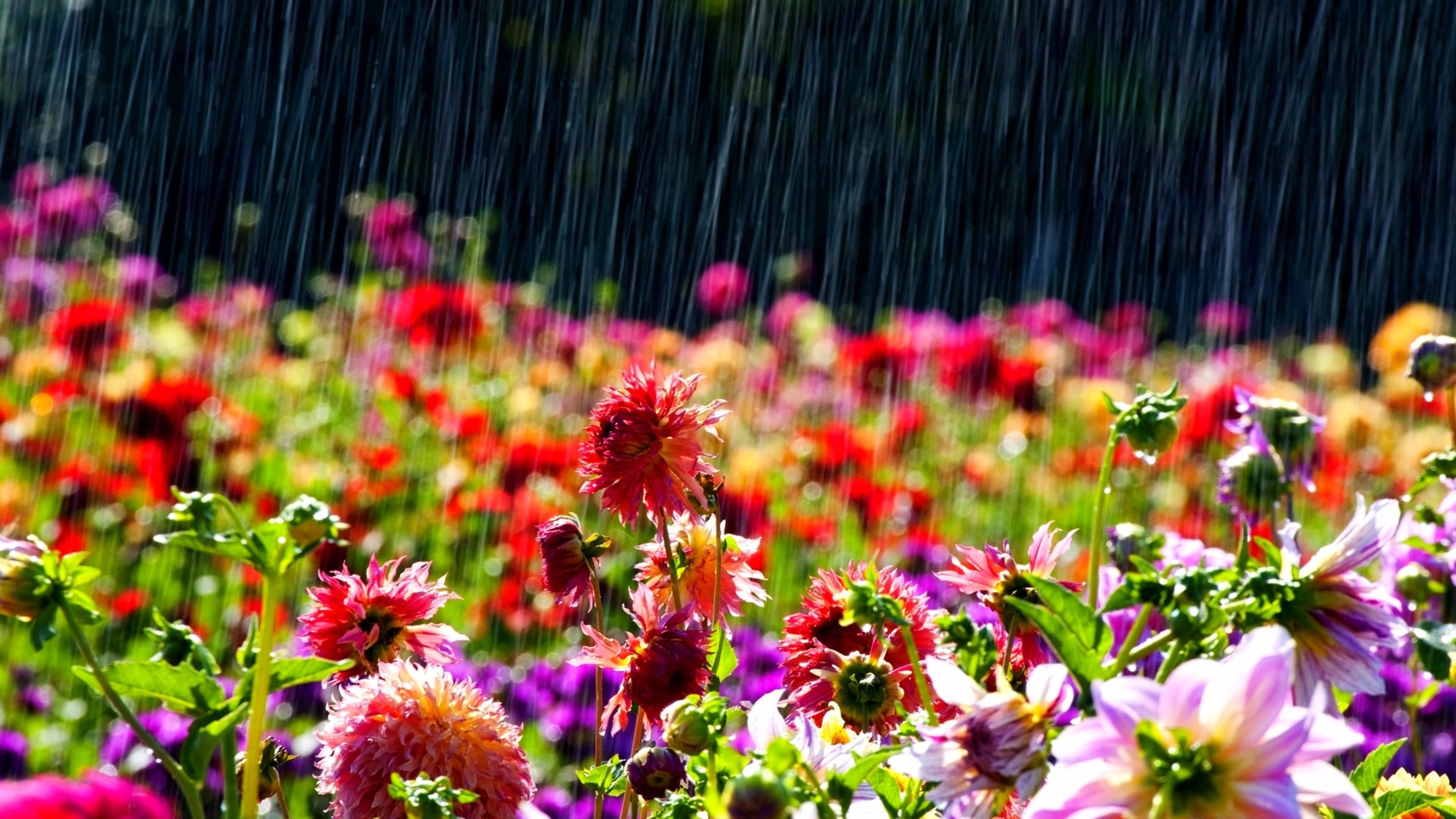 Colorful image of Spring free download for desktops. HD