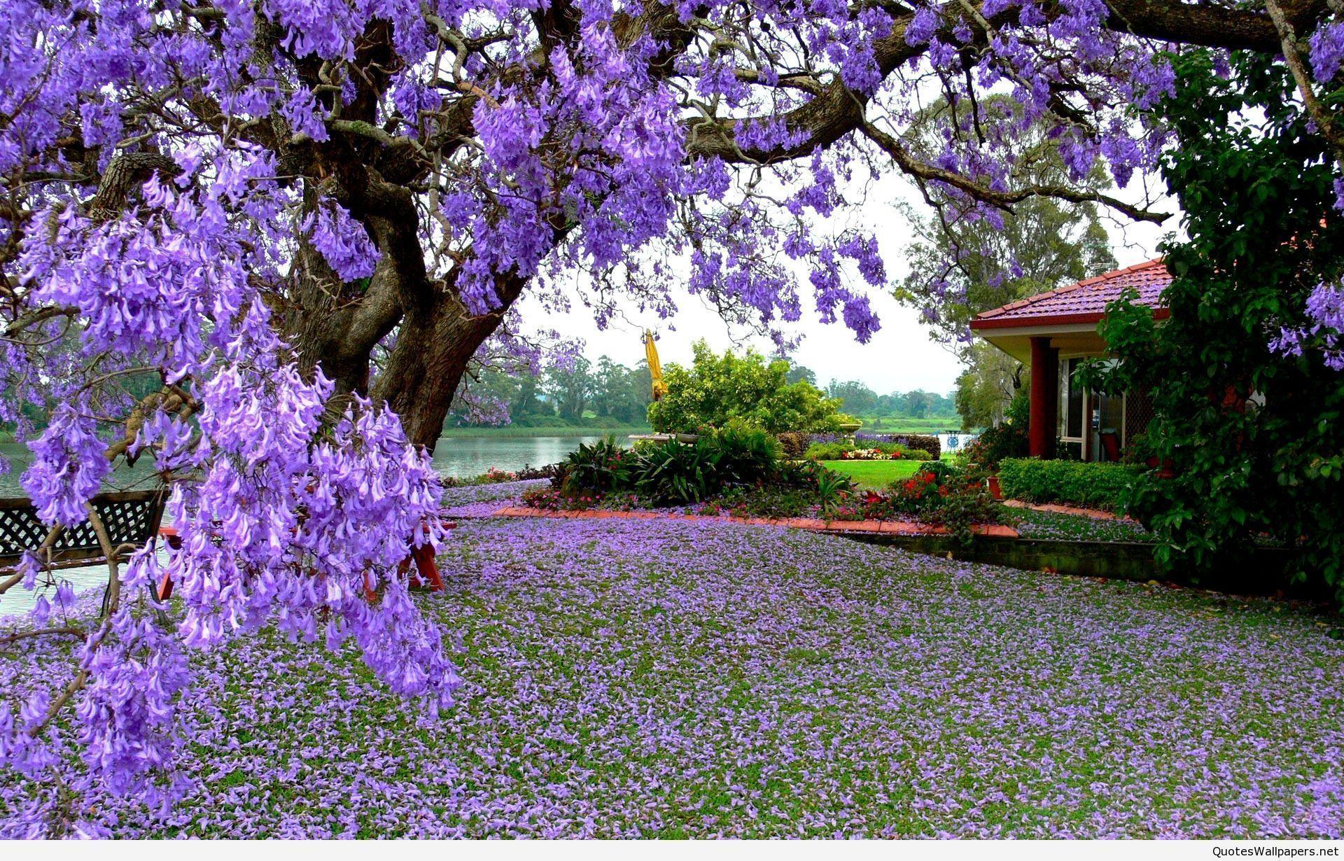 Spring HD Wallpaper
