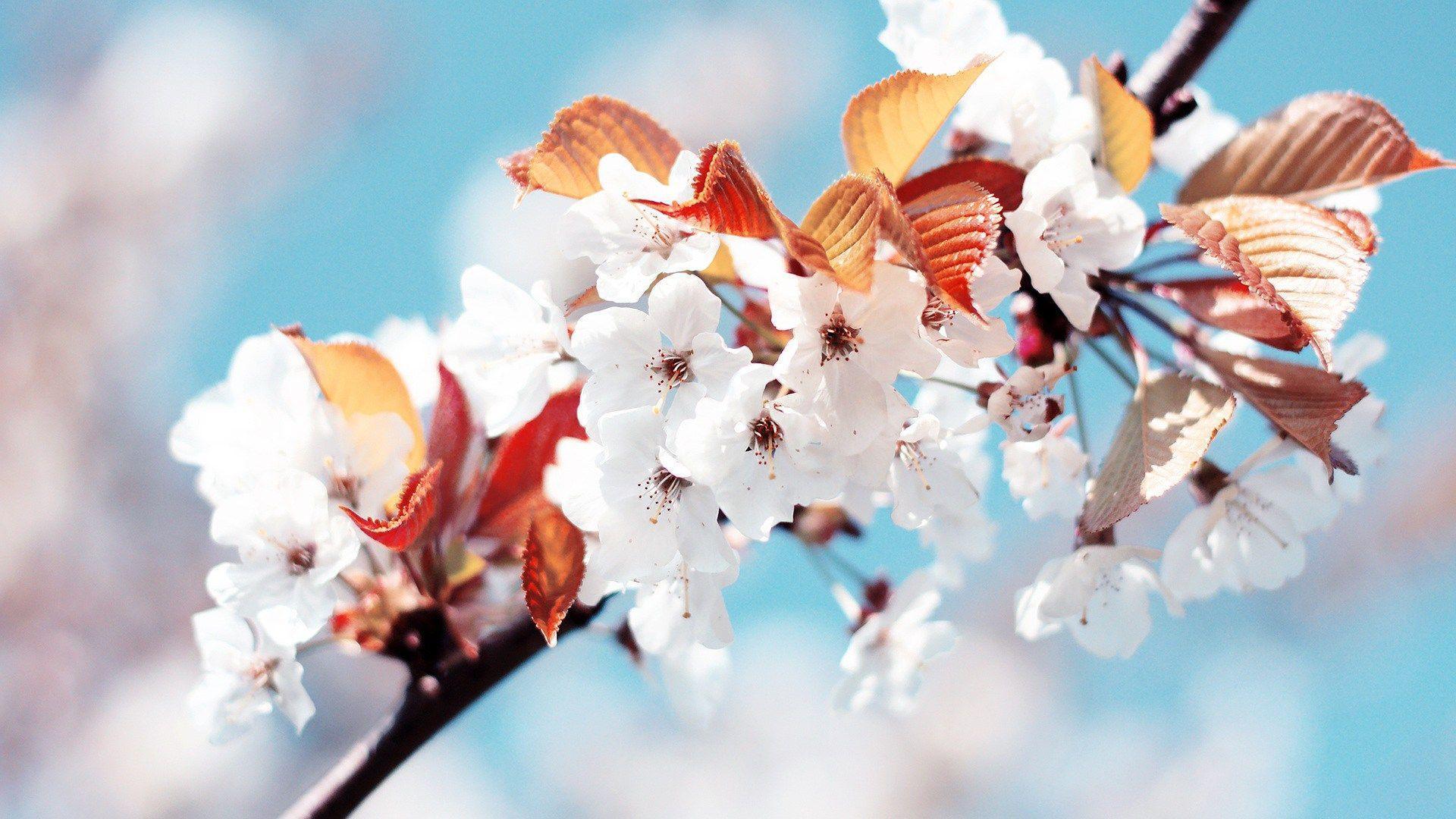 Spring season wallpaper 1920x1080- Season of poets HD Wallpaper