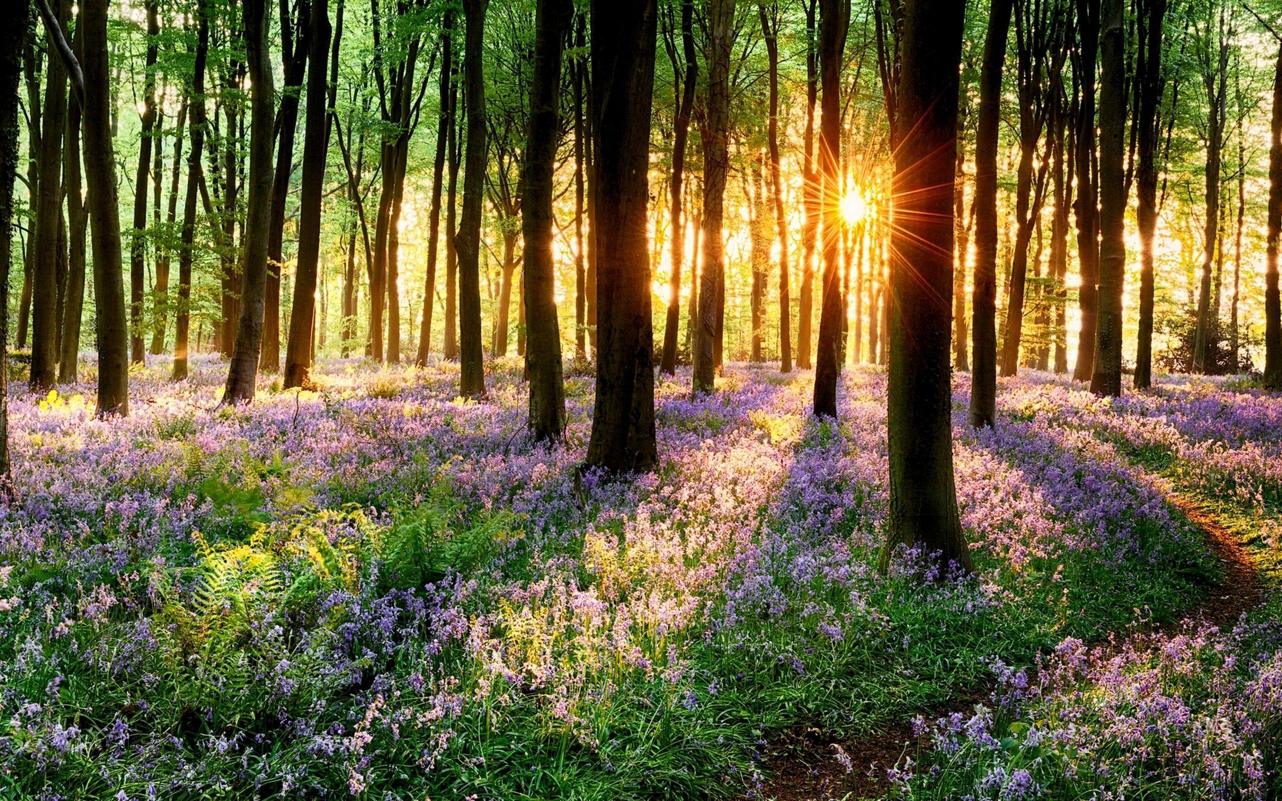 4K Spring Wallpaper High Quality