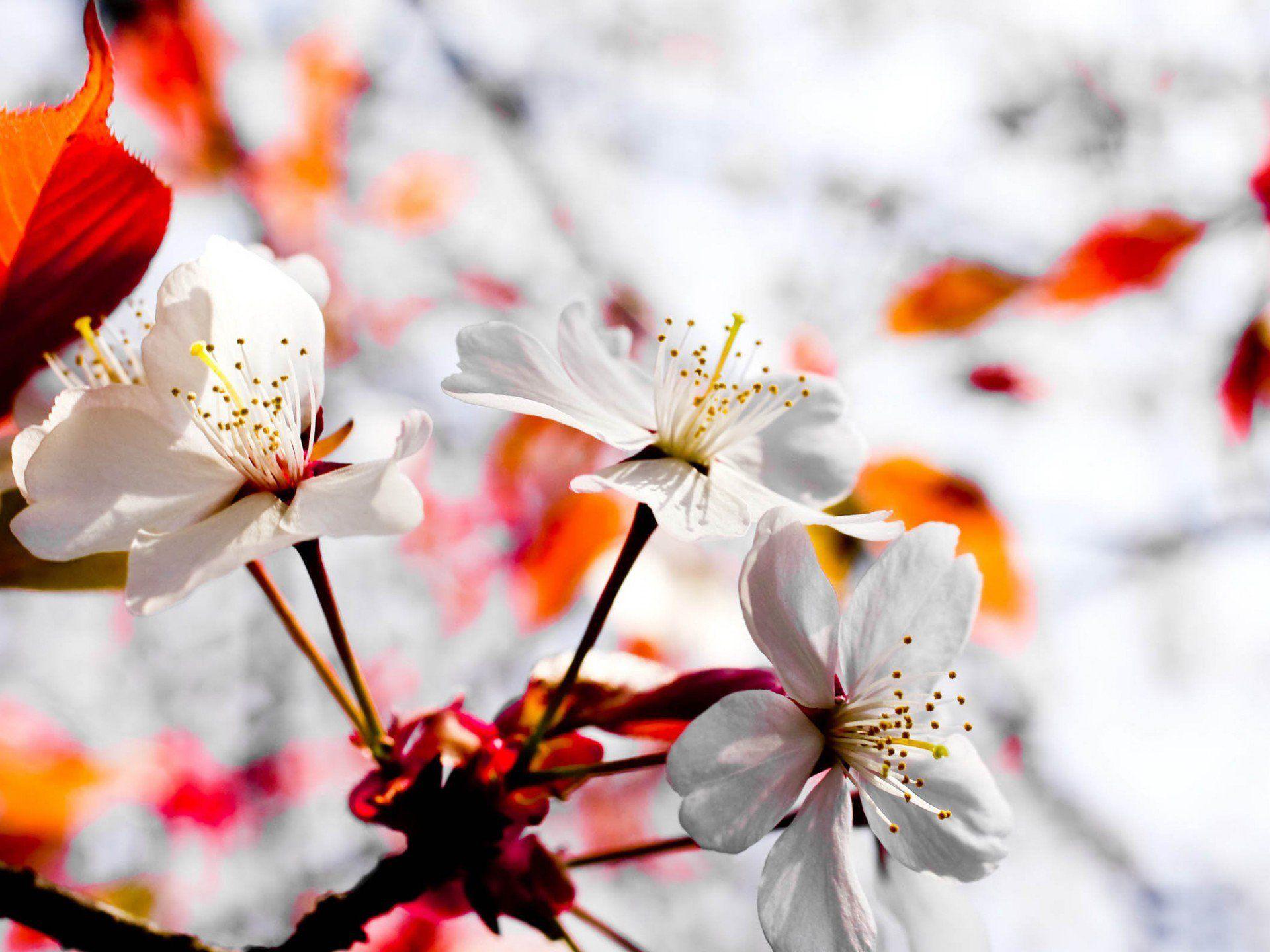 Tired of winter? Get ready for spring with these 48 HD wallpaper