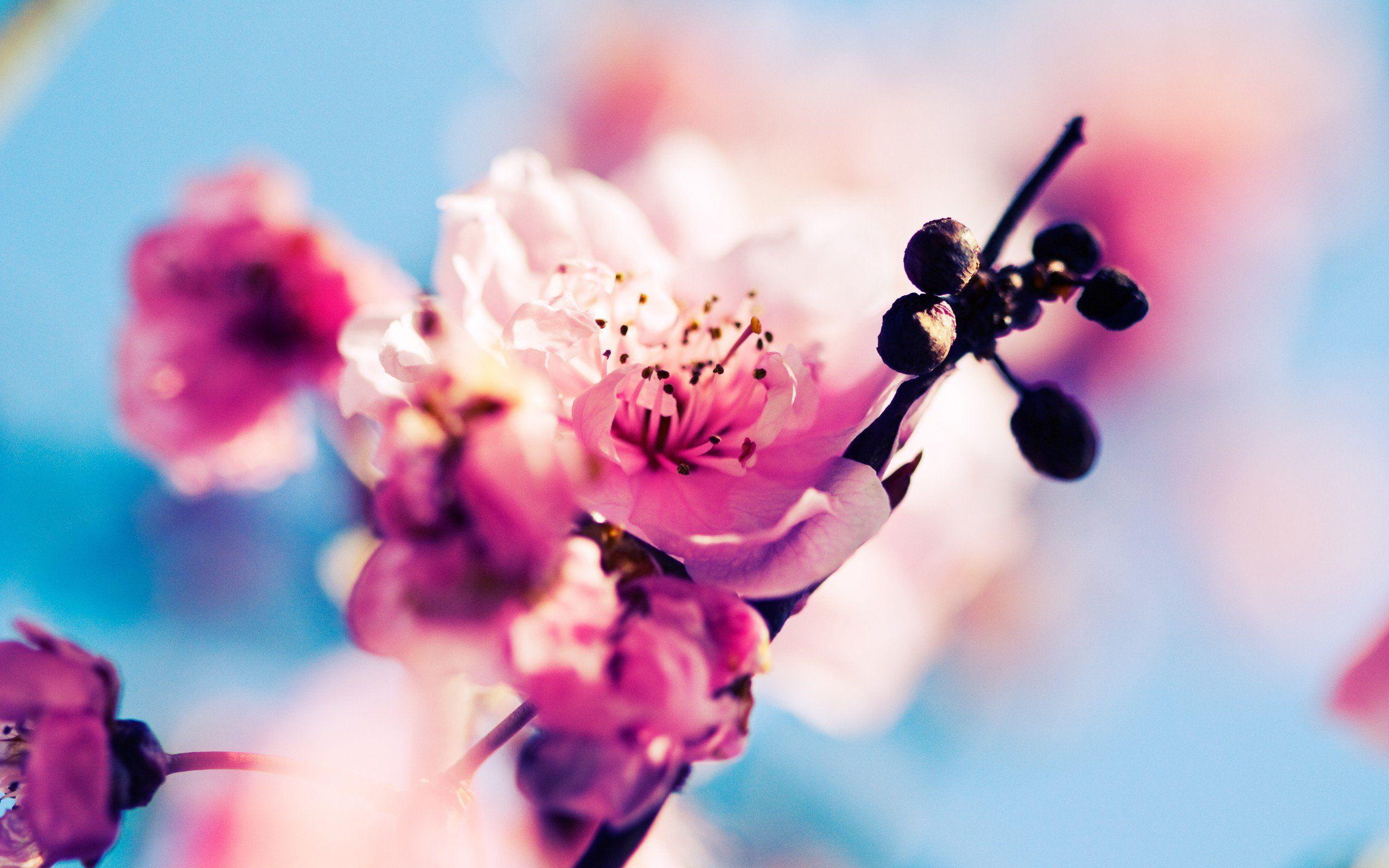 Tired of winter? Get ready for spring with these 48 HD wallpaper