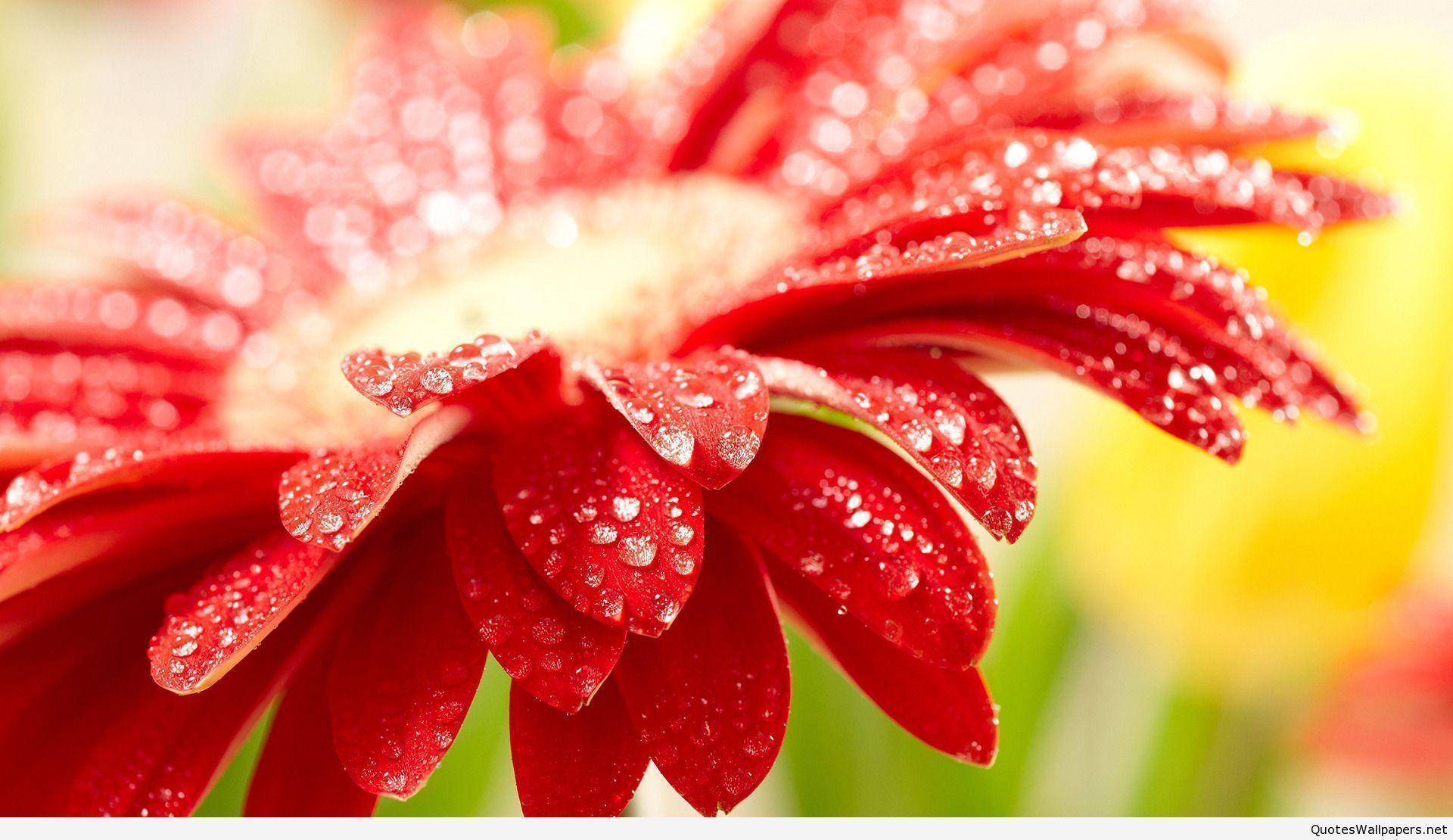 HD Spring Wallpaper