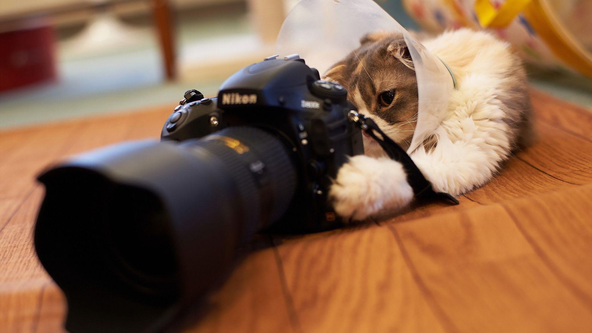 Cat, Camera, Nikon Wallpaper and Picture, Photo