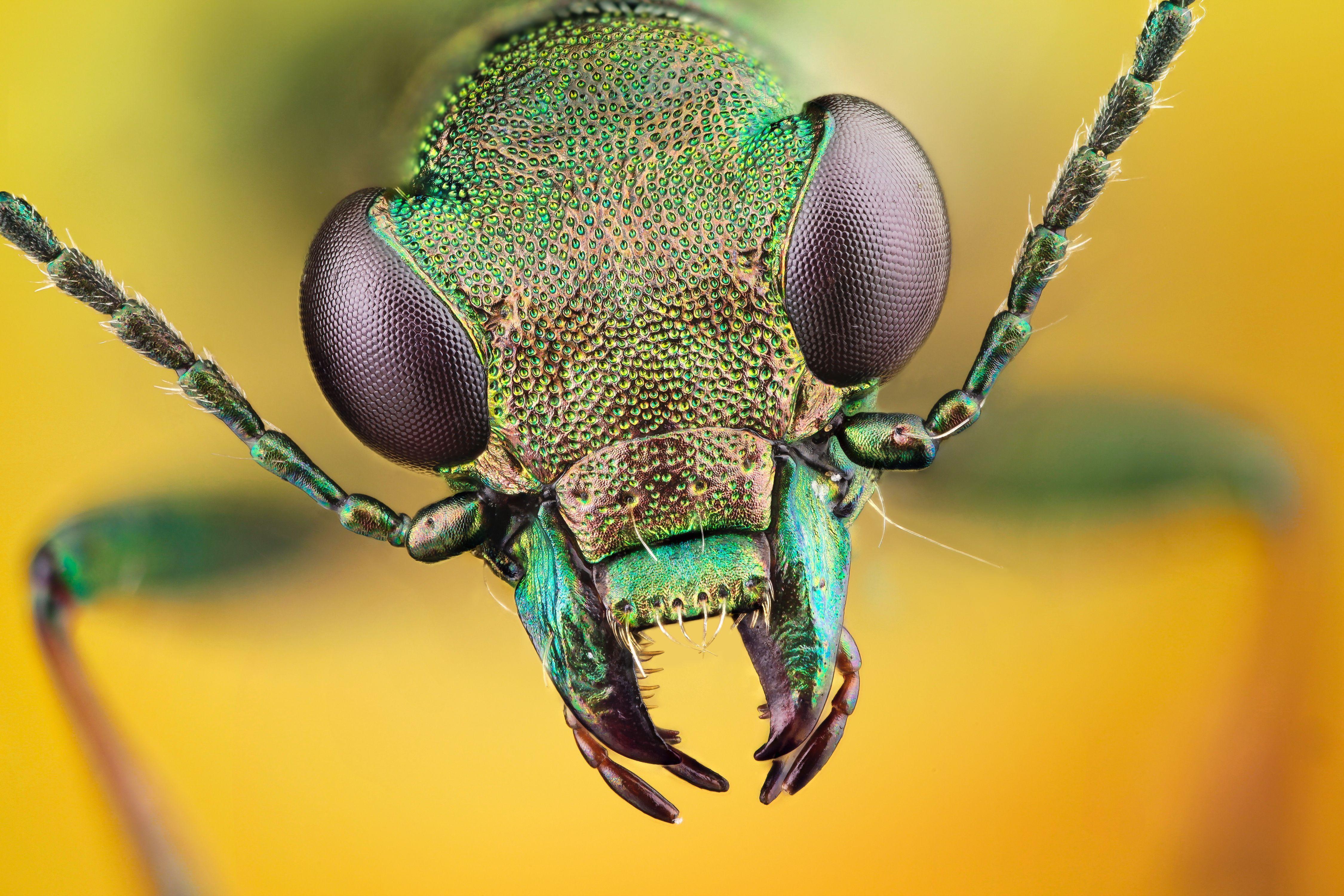 Insect HD Wallpaper and Background Image