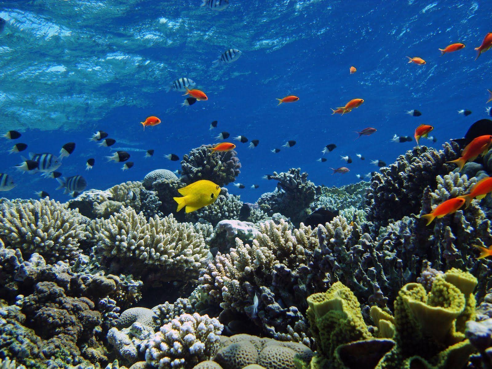 Under The Sea Wallpapers Wallpaper Cave