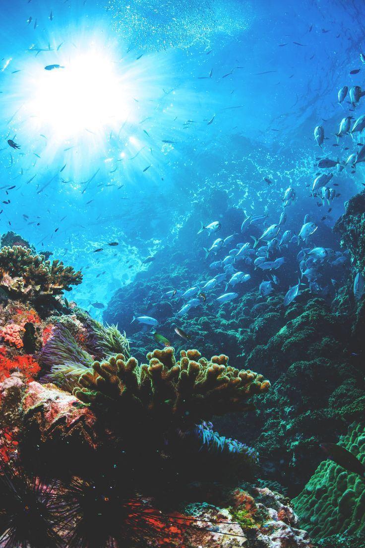 iphone wallpaper under the sea #ocean. iPhone Wallpaper