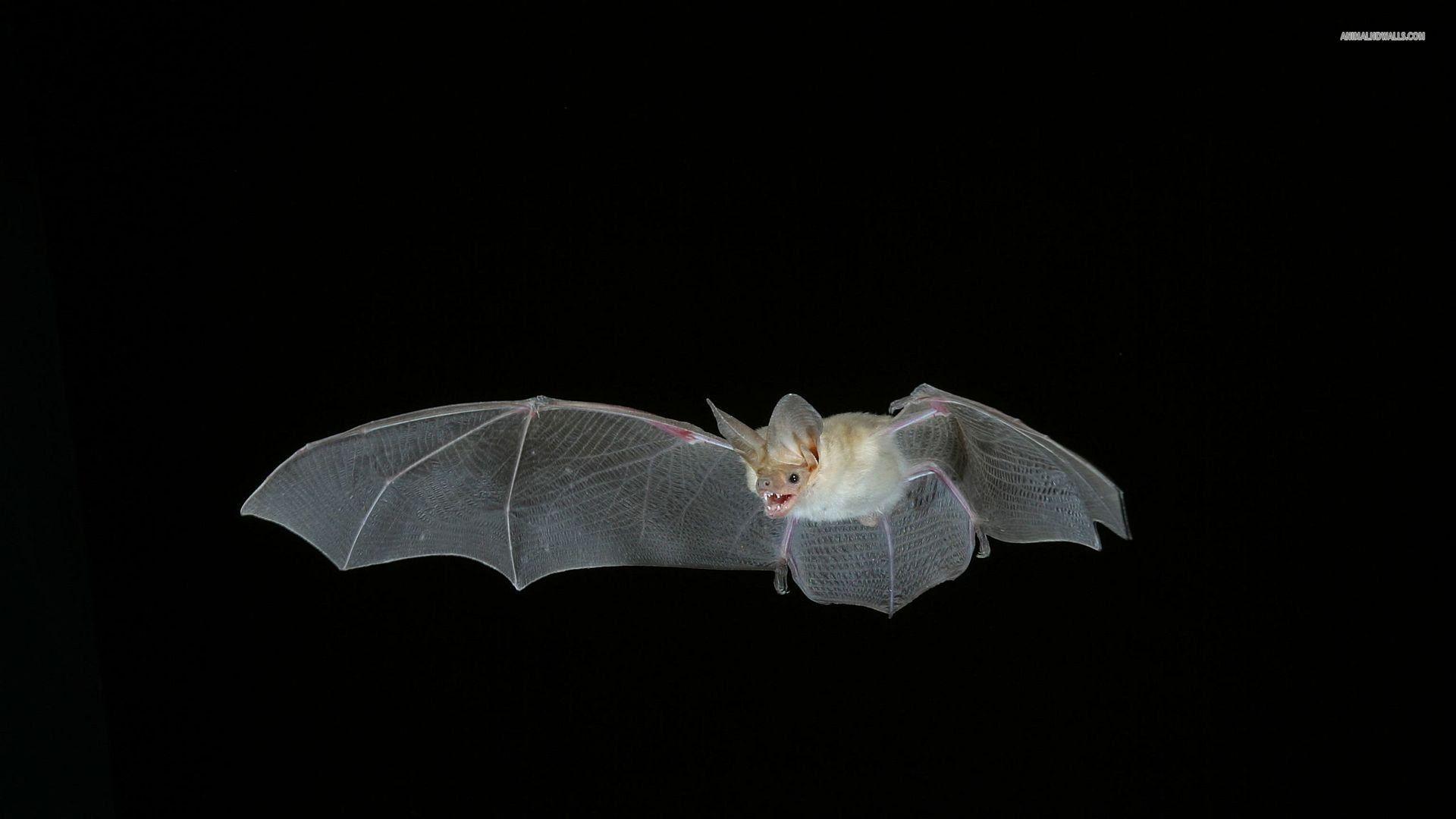Bat HD Wallpaper and Background Image