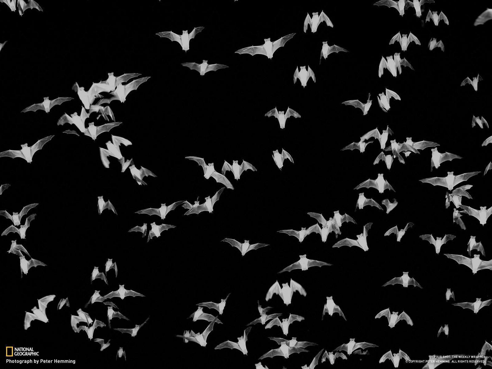 BATS mammal bat Chiroptera flock swarm wallpaper  3888x2592  511607   WallpaperUP