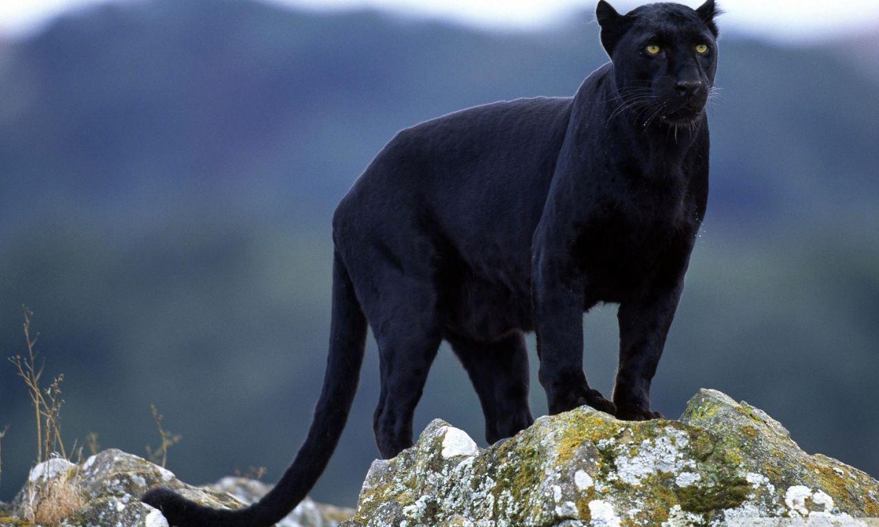 Black Panther HD desktop wallpaper, Widescreen, High Definition