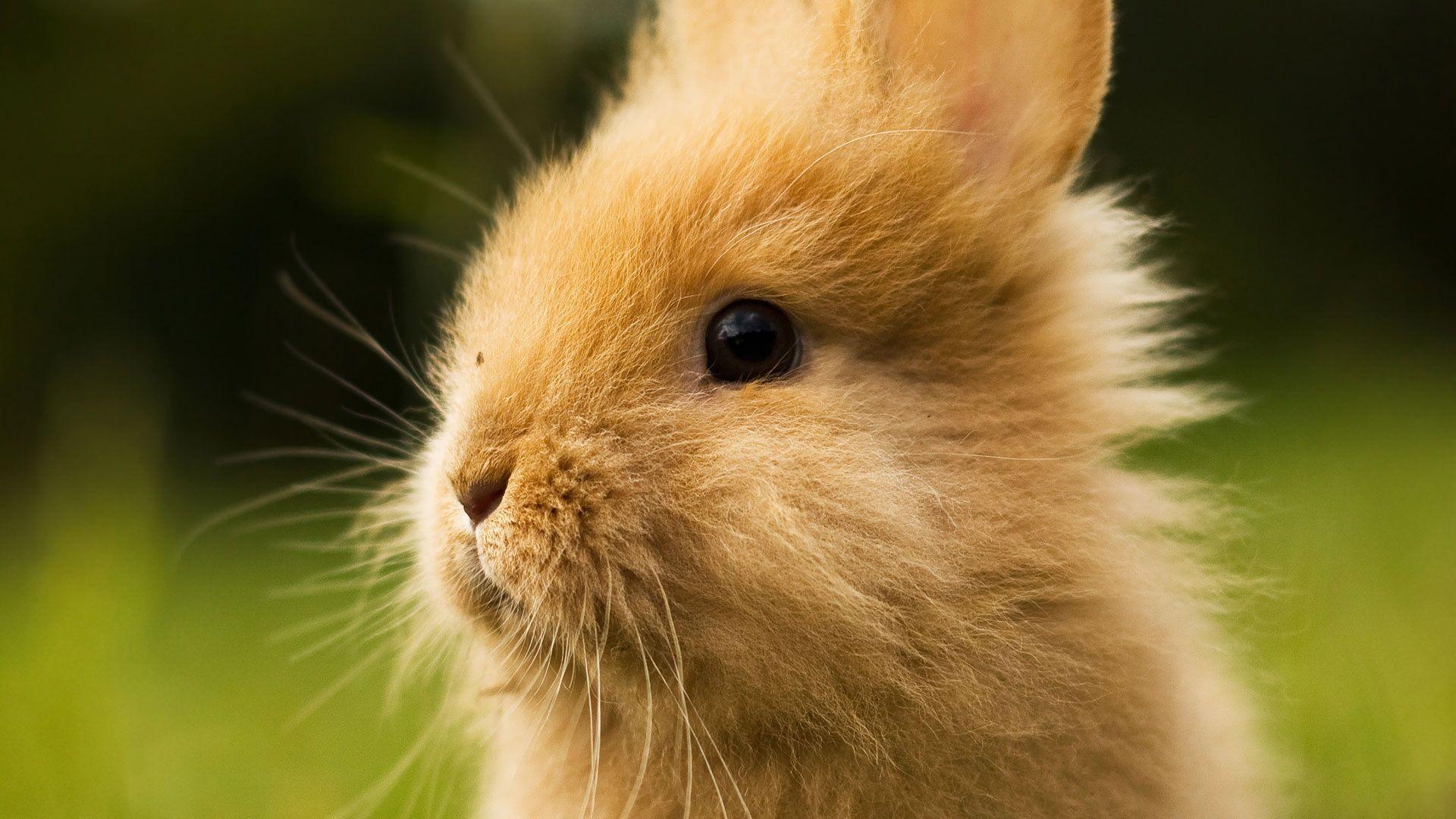 baby bunny photo