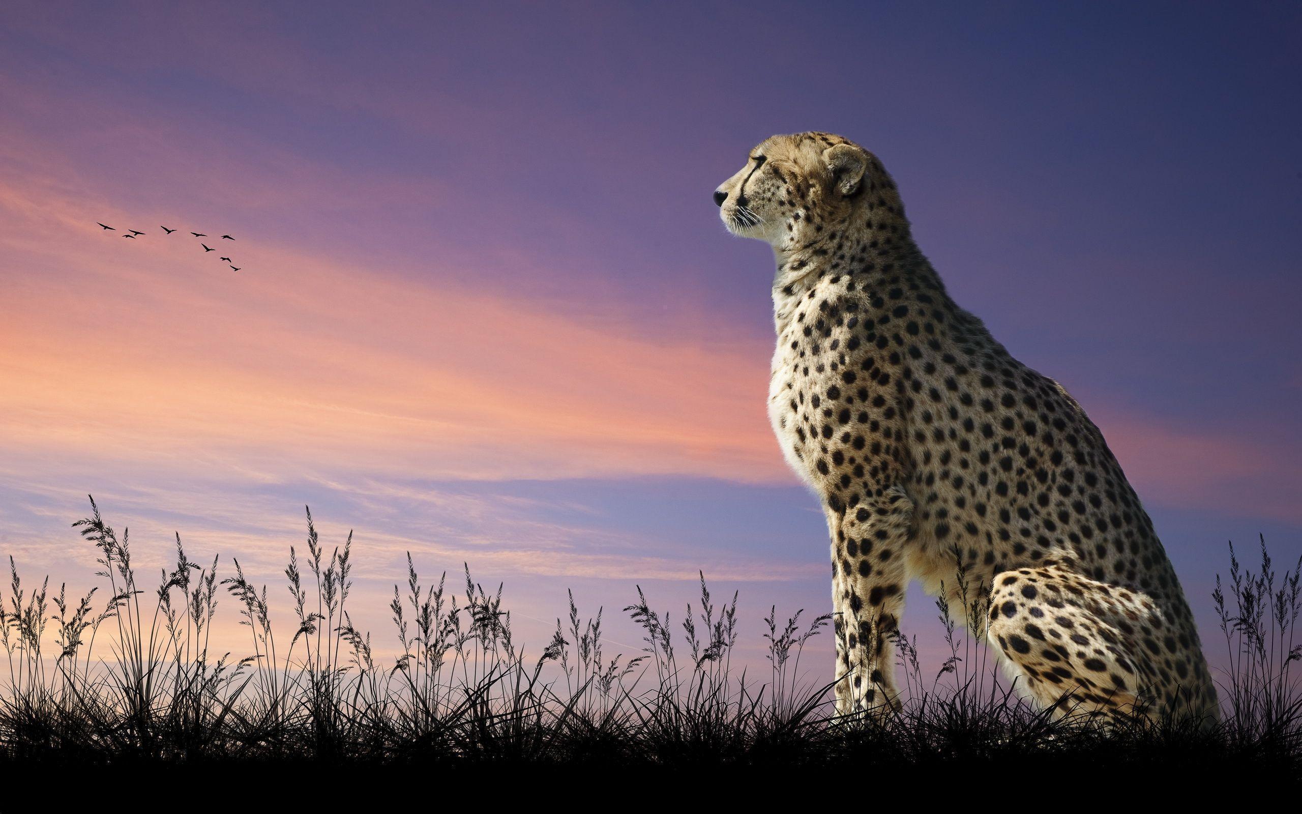 Cheetah HD Wallpaper and Background Image