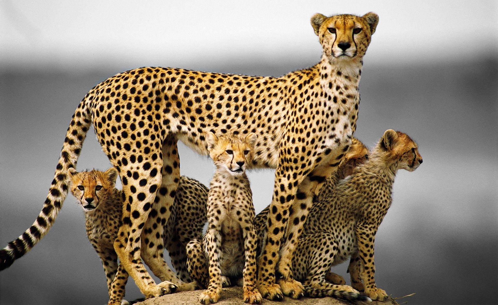 Cheetah HD Wallpaper and Background