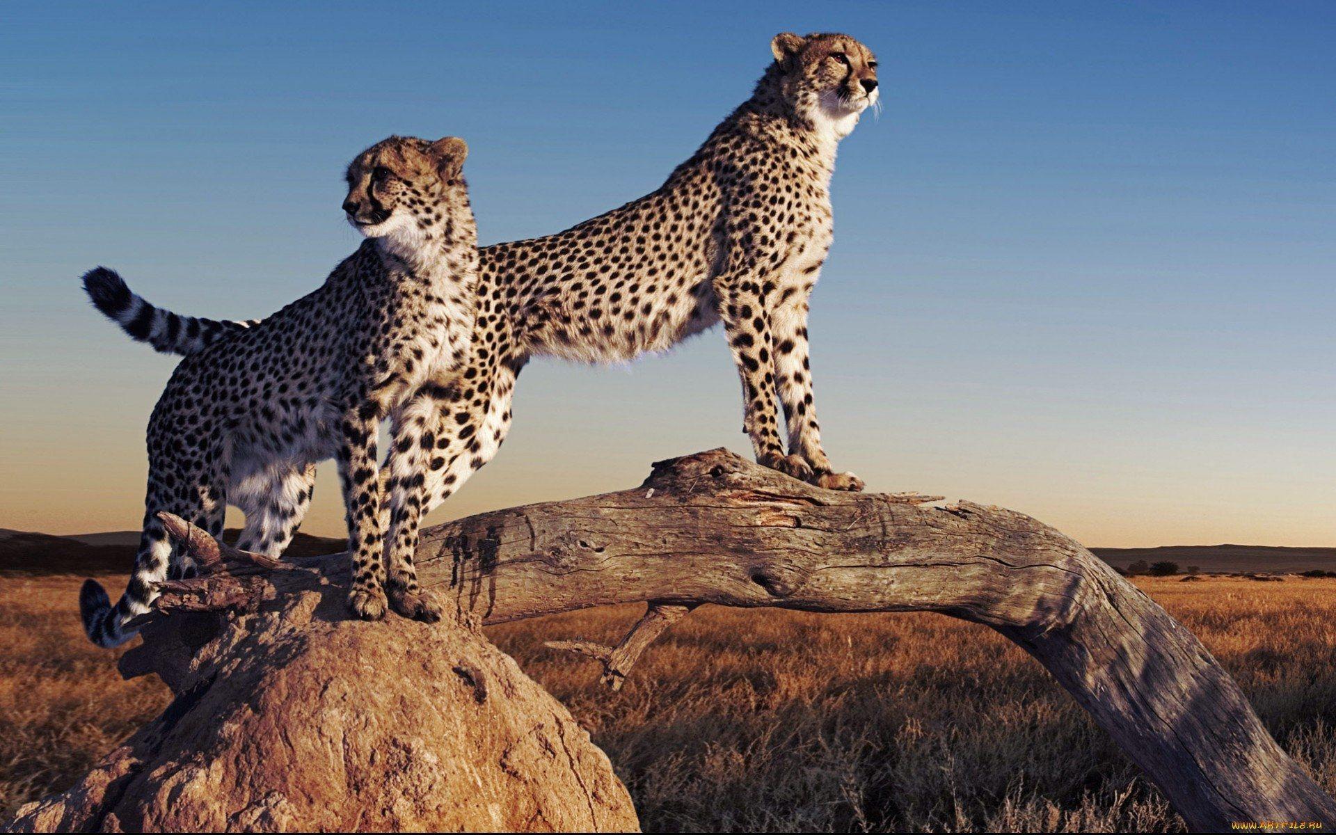Cheetah HD Wallpaper and Background Image