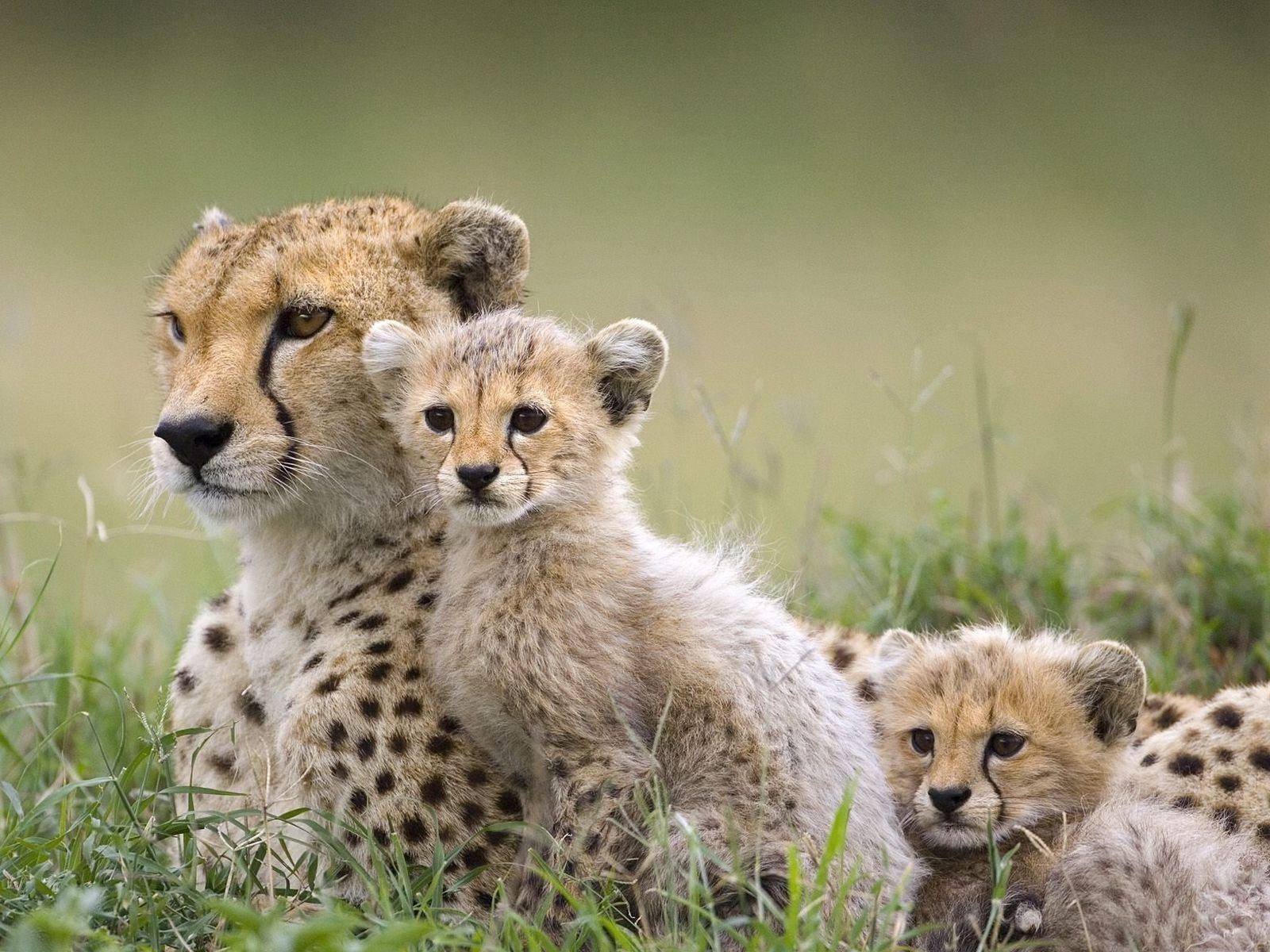 animals, Baby Animals, Cheetahs Wallpaper HD / Desktop and Mobile