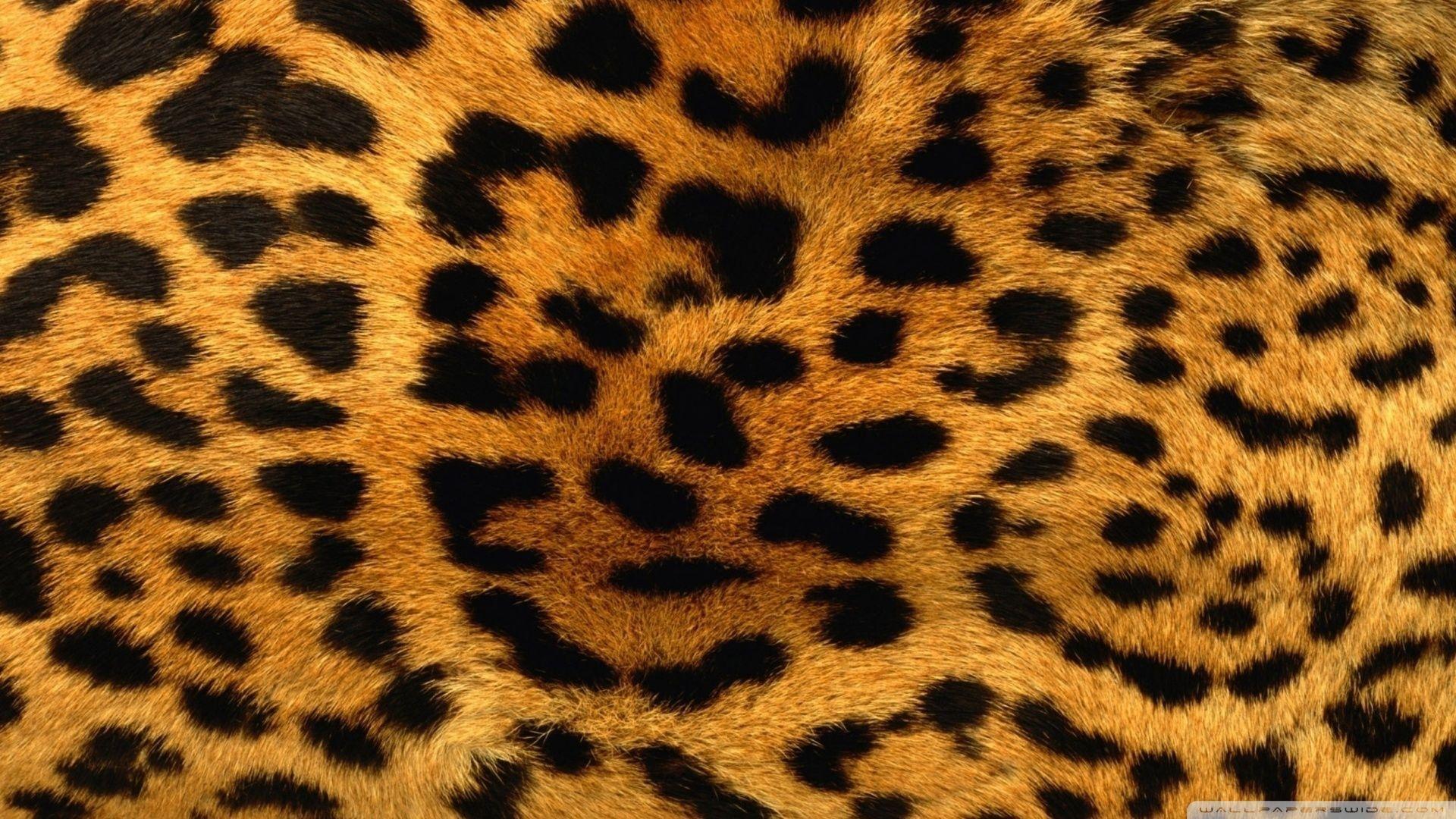 Cheetah Fur HD desktop wallpaper, High Definition, Fullscreen