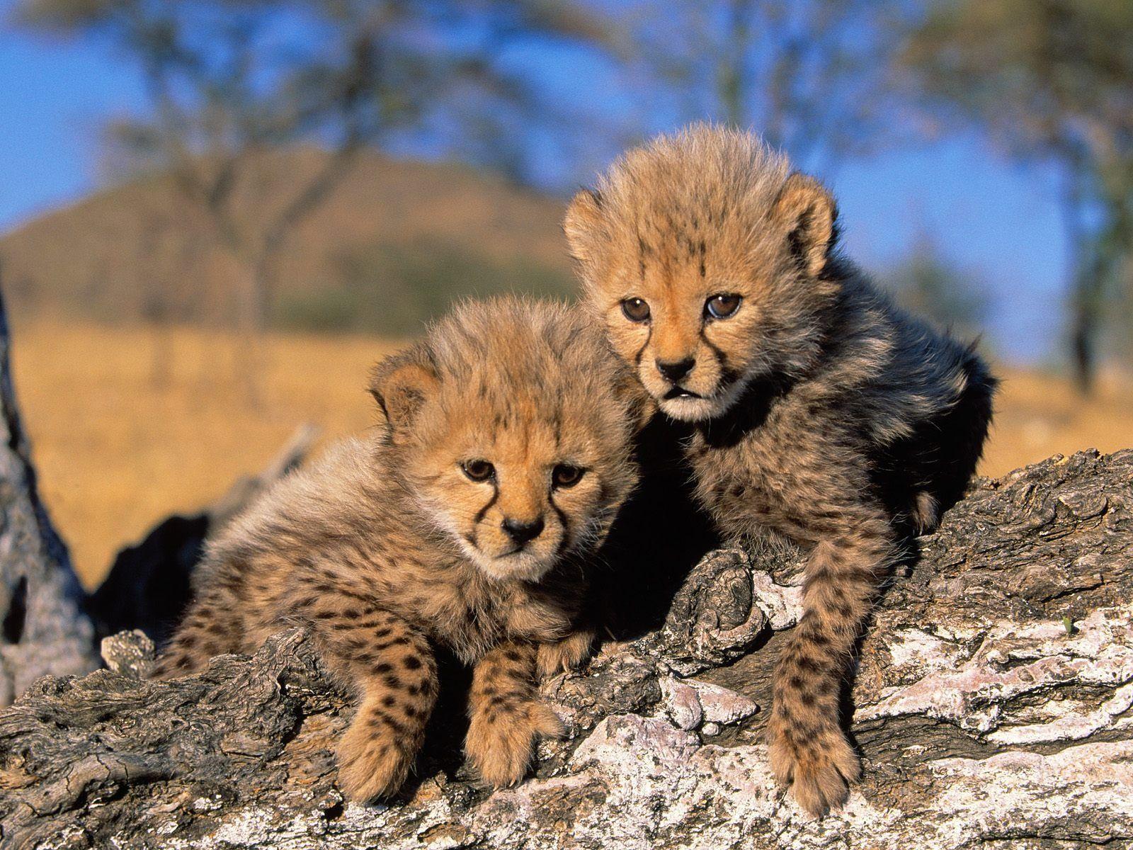 cute cheetah babies
