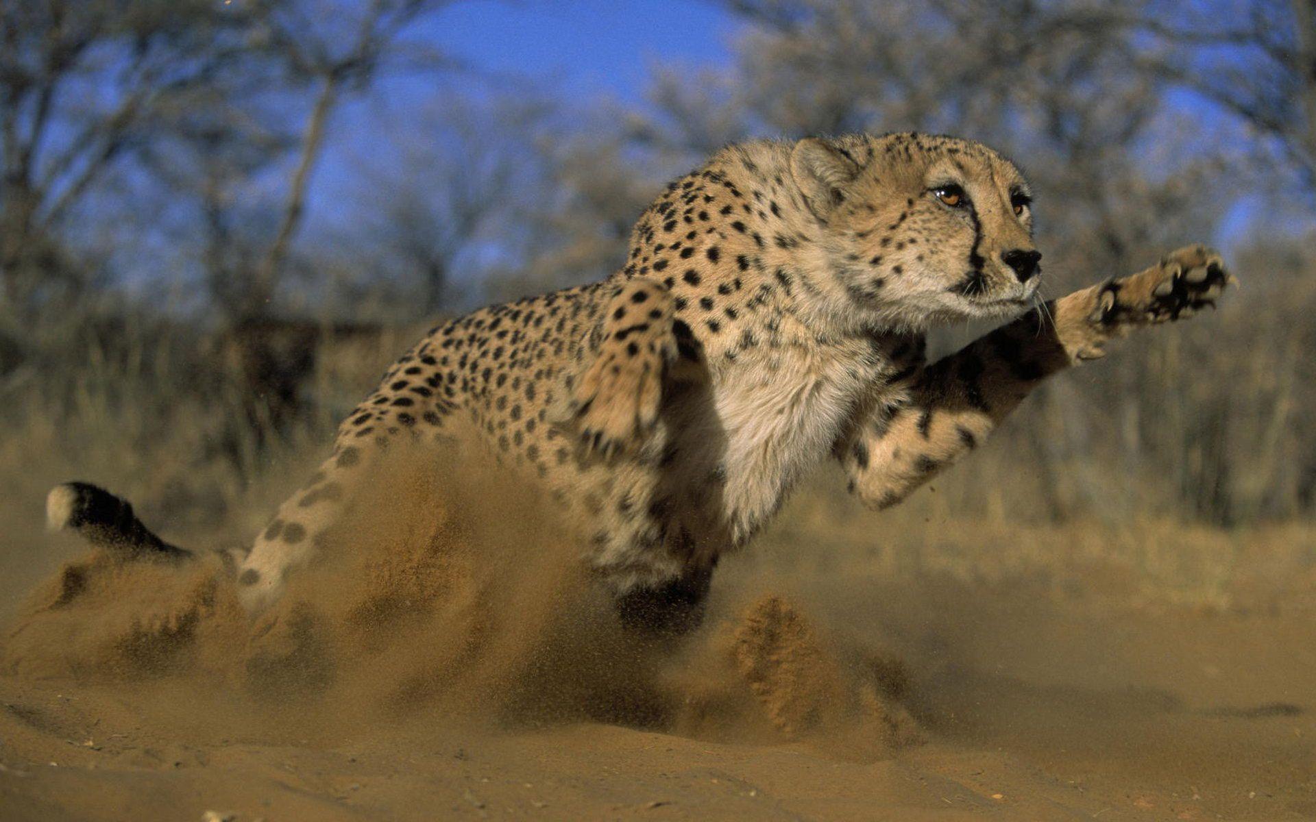 Affectionate Cheetahs HD Wallpaper