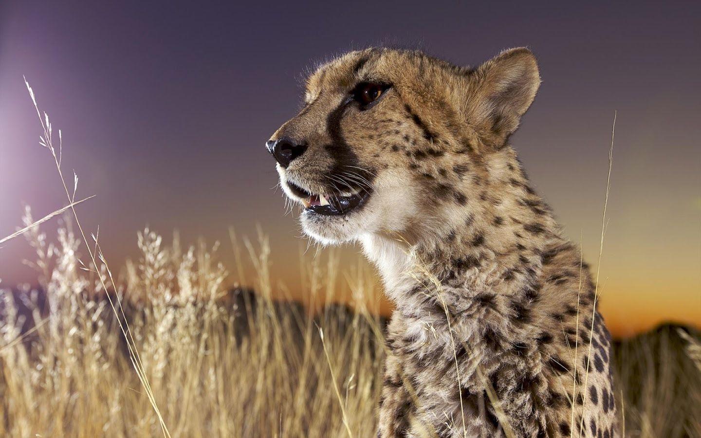Cheetah Wallpaper Apps on Google Play