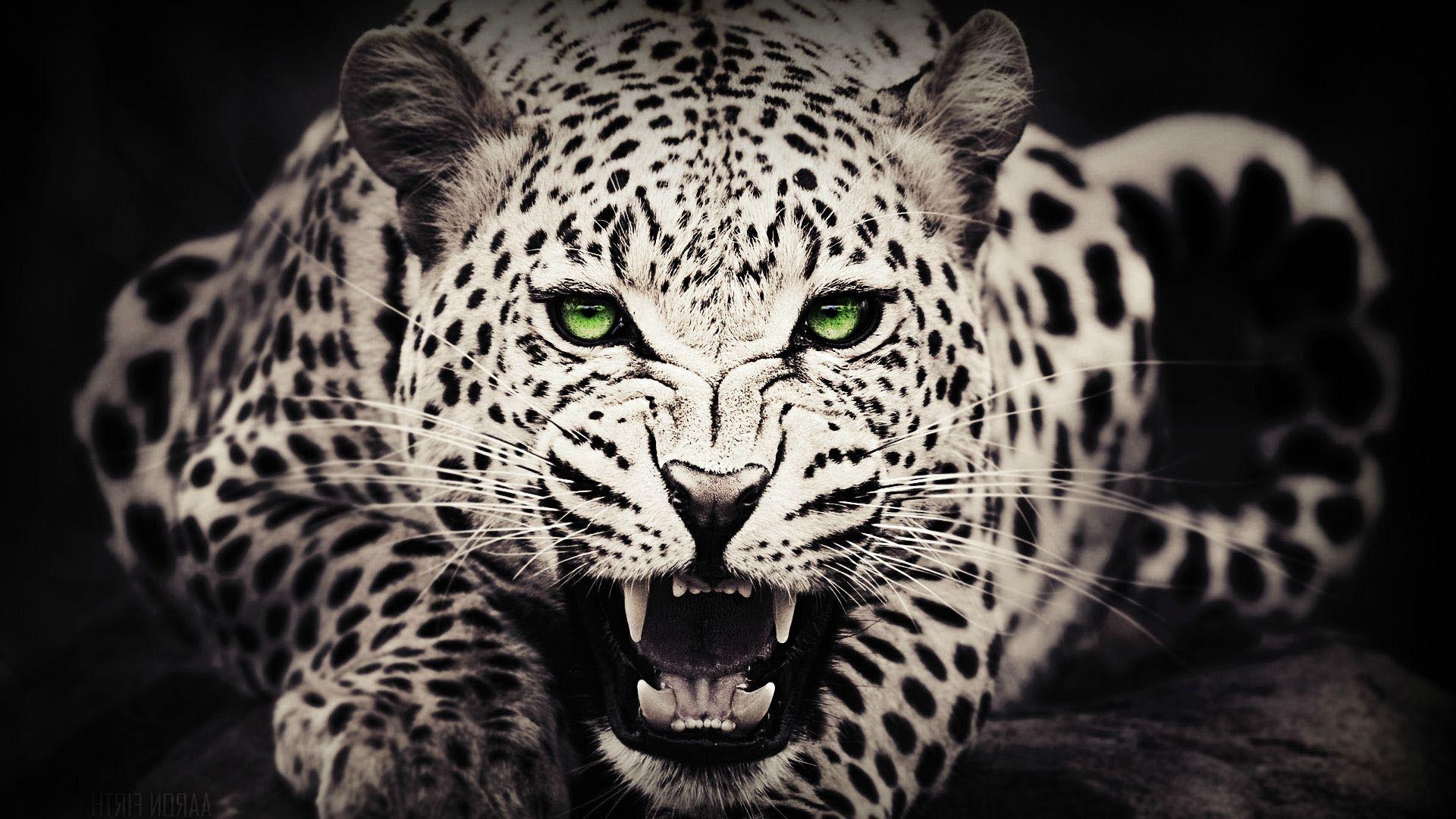 Cheetah HD Picture