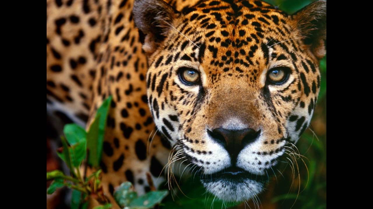 Cheetah Picture Animal HD wallpaper