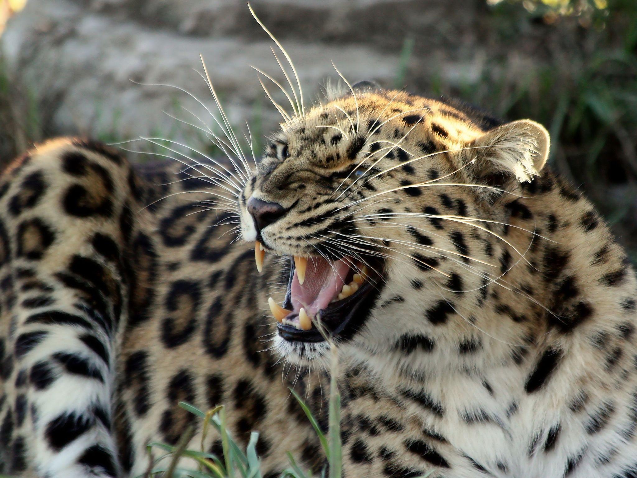 Cheetahs. Download HQ Fangs Leopards and Cheetahs wallpaper