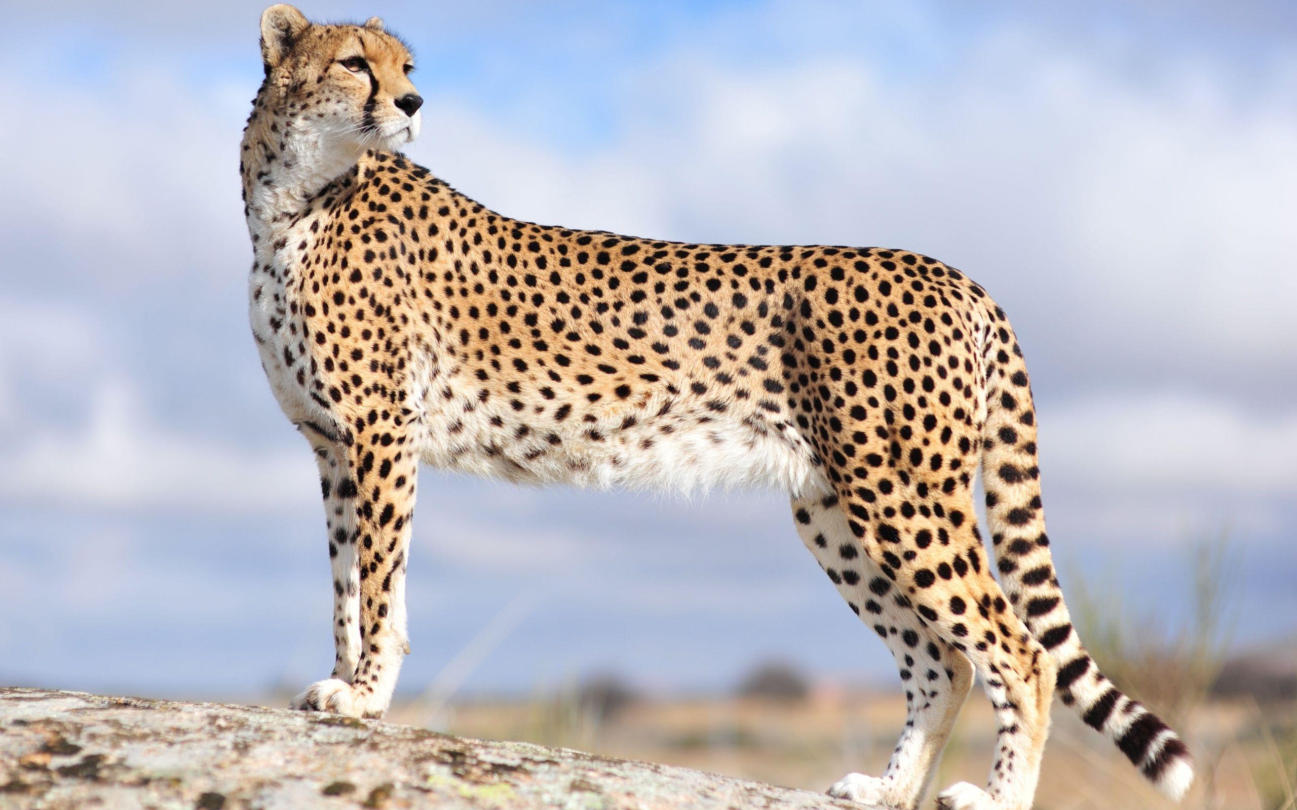 Cheetah Wallpaper Image