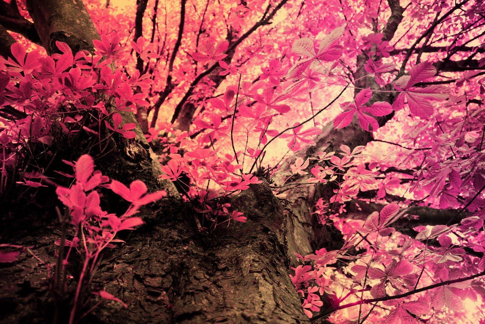 Pink Mossy Oak Wallpapers