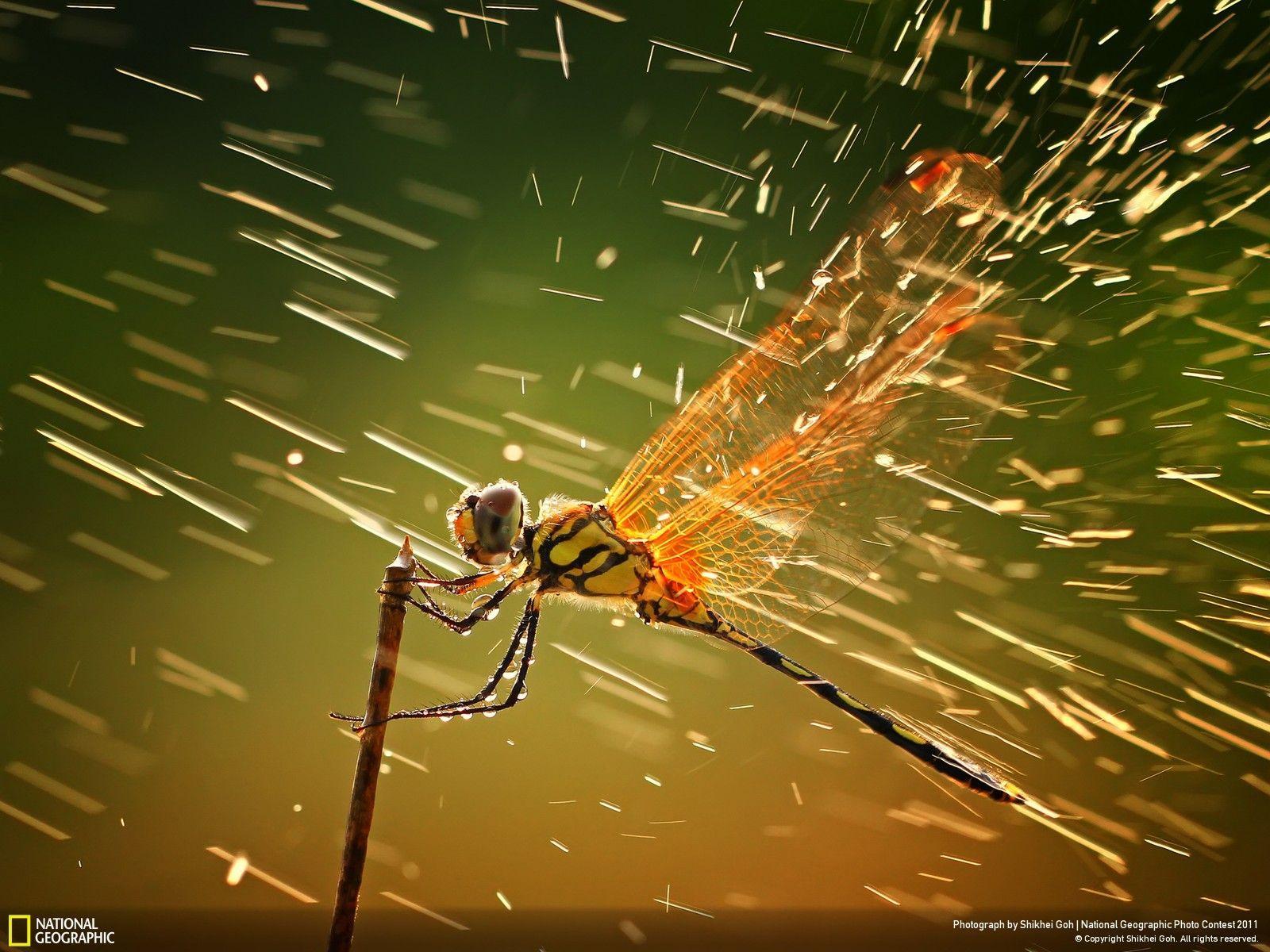 image about National Geographic Winner Wallpaper