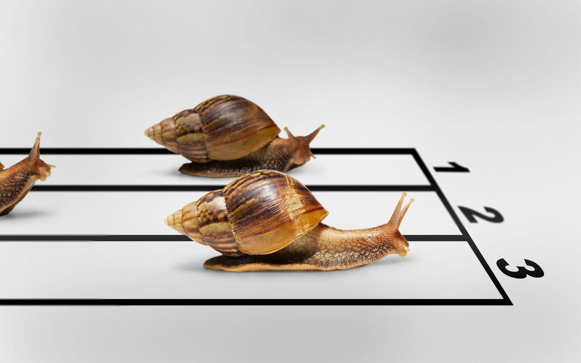 snails race finish humor winner HD wallpaper