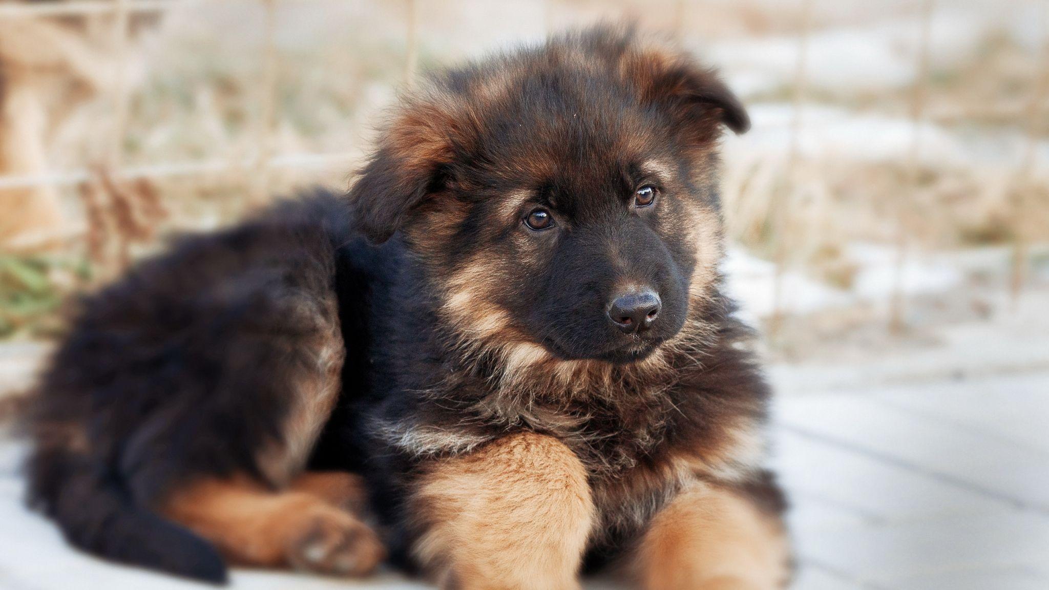 HD German shepherd Wallpaper HD, Desktop Background 2048x1152