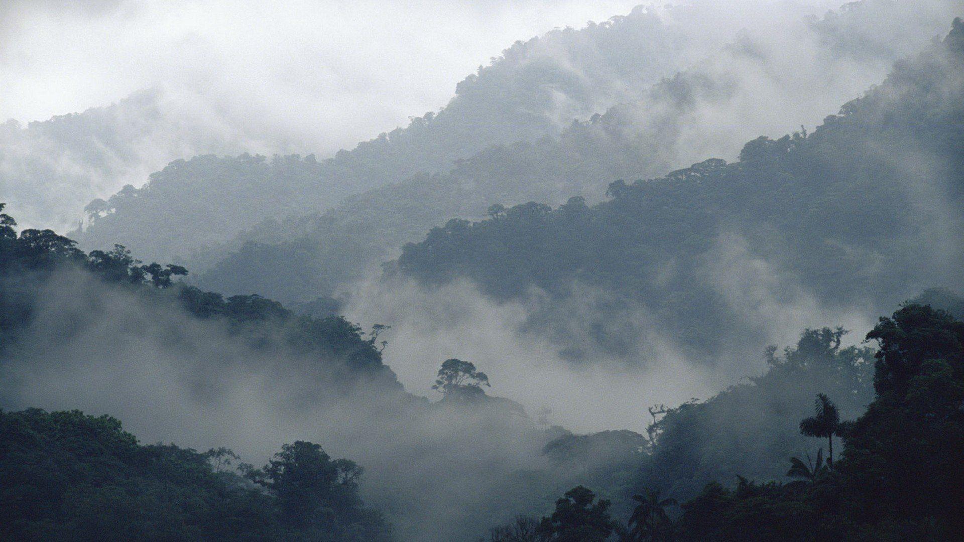 Costa Rica Cloud Forest Wallpaper