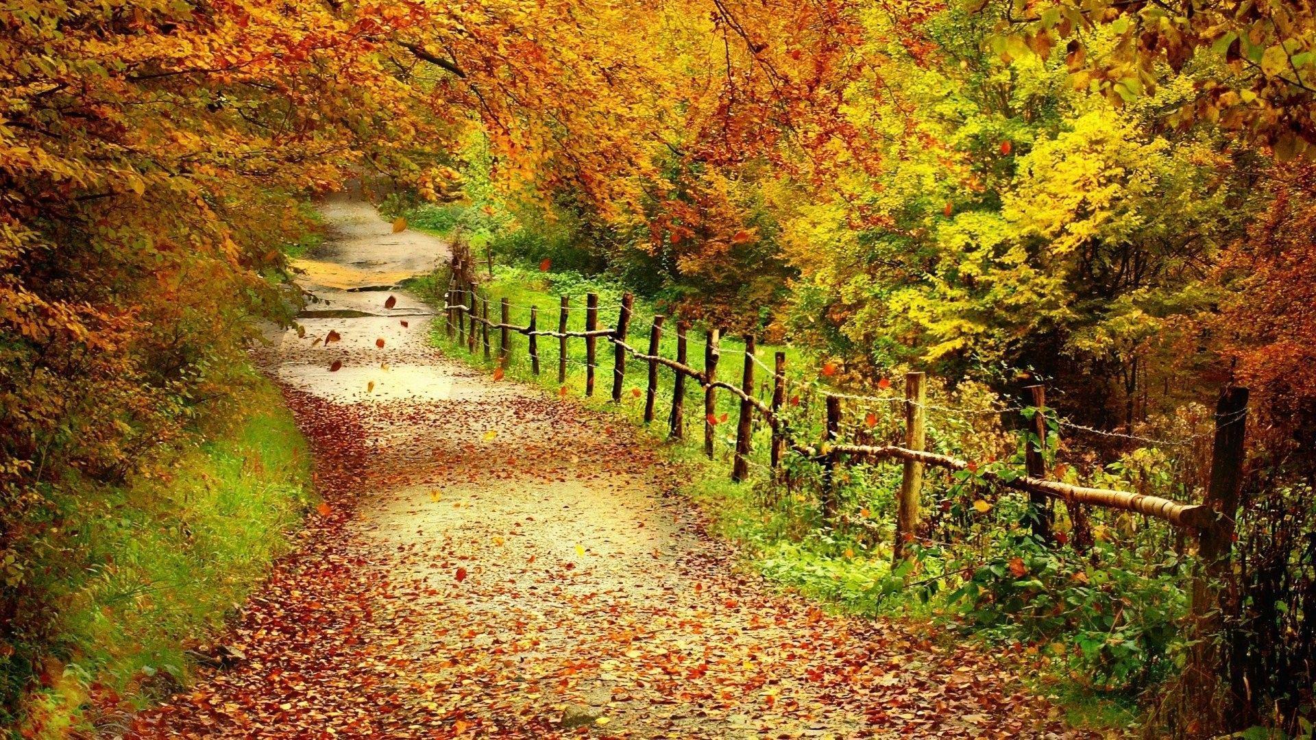 Trail Tag wallpaper: Nature Autumn Trail Leaves Forest Landscape