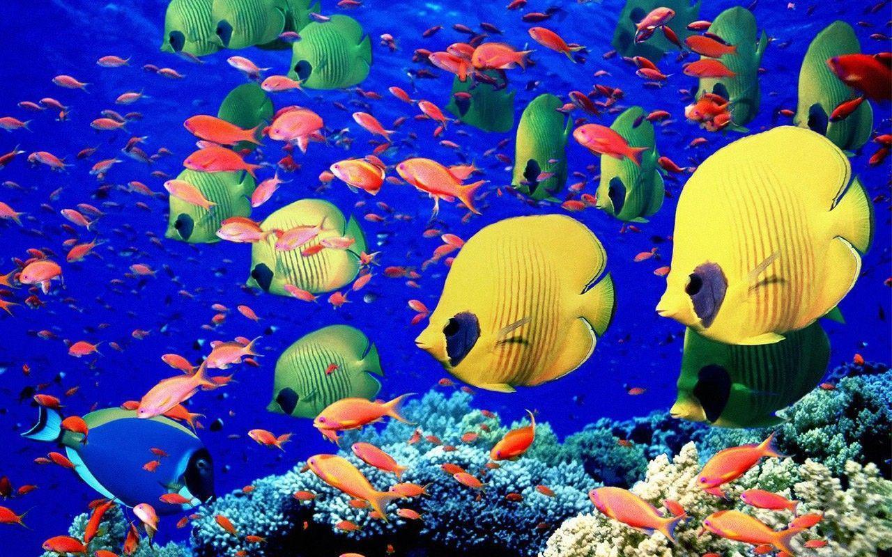 Download Fish Underwater Sea Wallpaper. Full HD Wallpaper