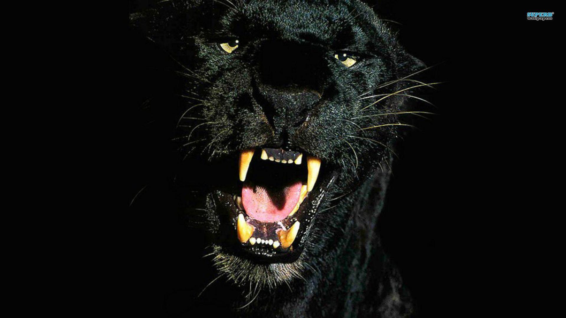 Black Puma Full HD Wallpaper and Background Imagex1080