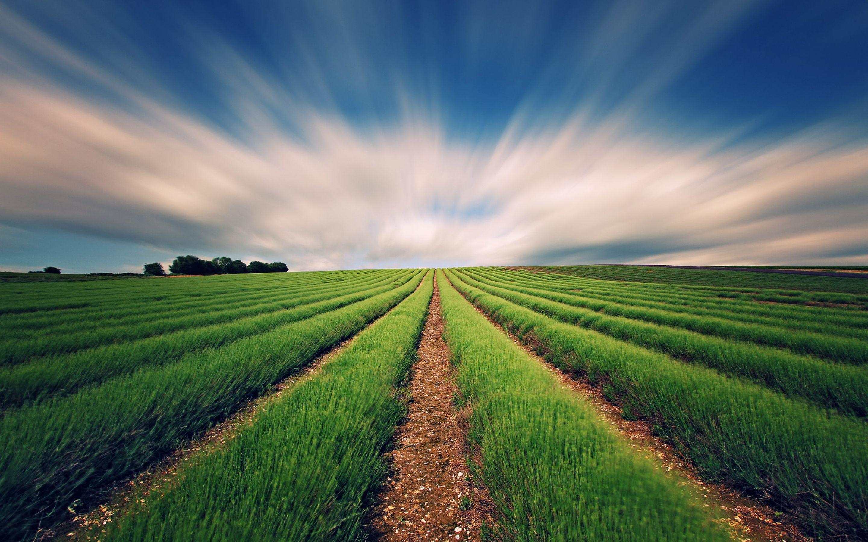 Agriculture Field Wallpaper