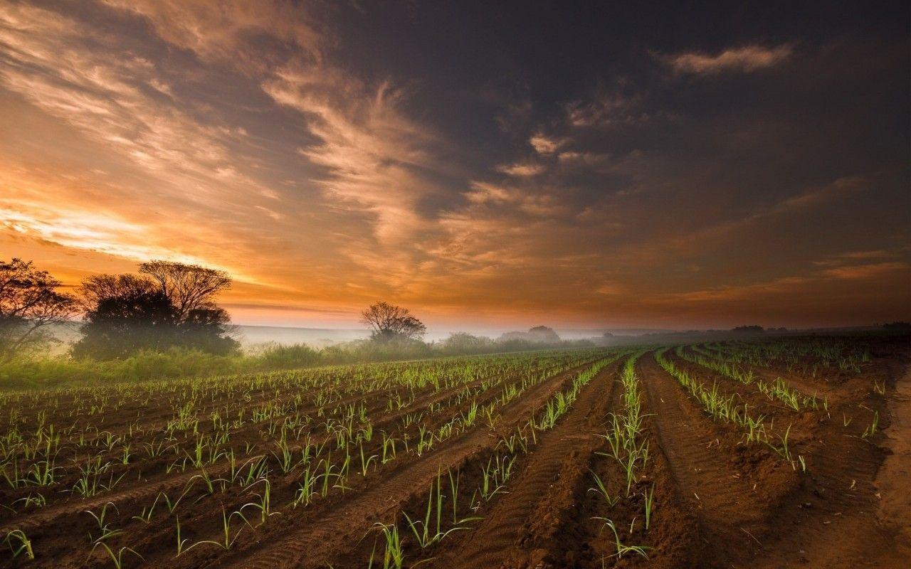 AgriCulture Field & Red Sky wallpaper. AgriCulture Field & Red