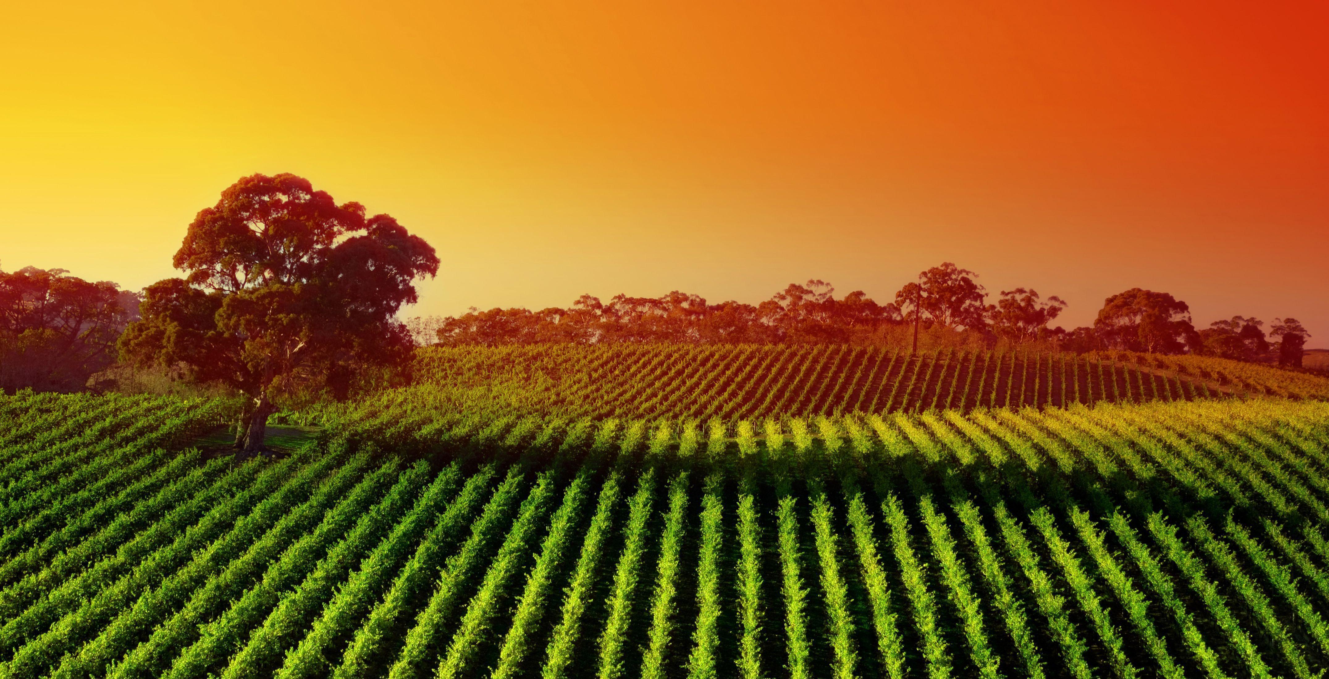 Wallpaper Vineyard, Sunset, Agriculture, Landscape, 4K, Nature